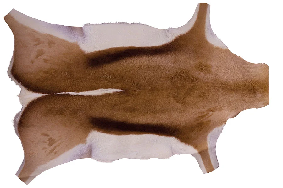African Springbok fur