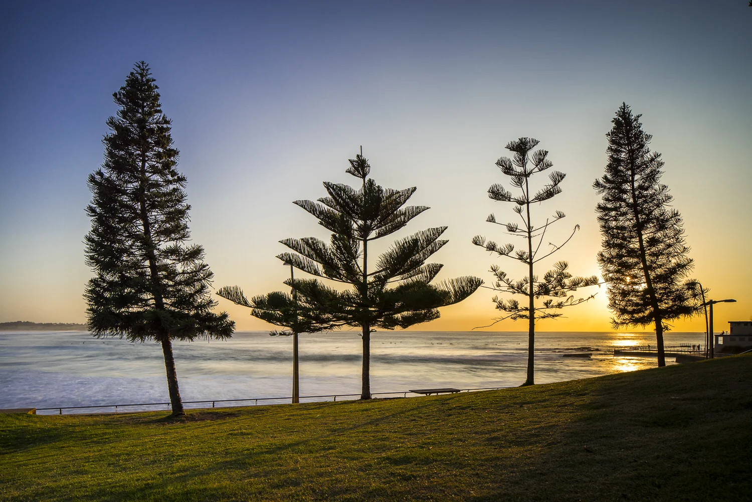 Dee Why Pines