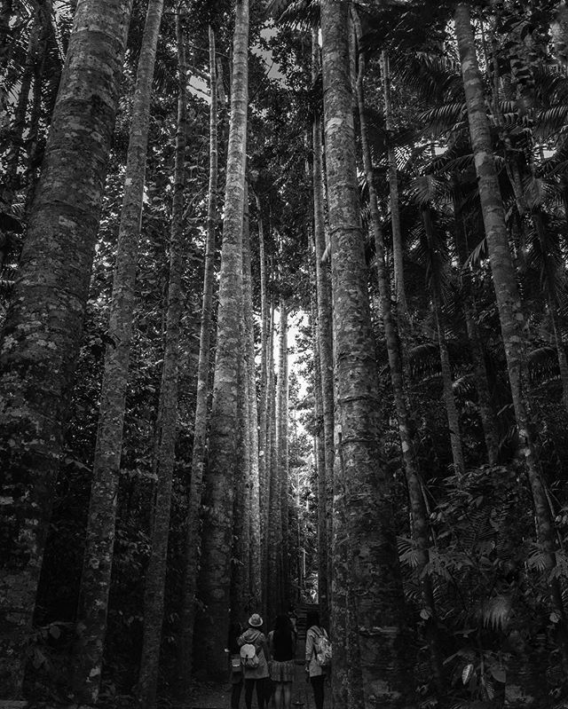 Jos&eacute; Paronella, an extraordinary man with an extraordinary vision! #paronellapark #amazingplaces #monotone #monochrome #bnw #iphonephotooftheday #QLD #menacreek #highcontrast #snapseed #photomanipulation #lightroommobile #photoshopmobile #ipho