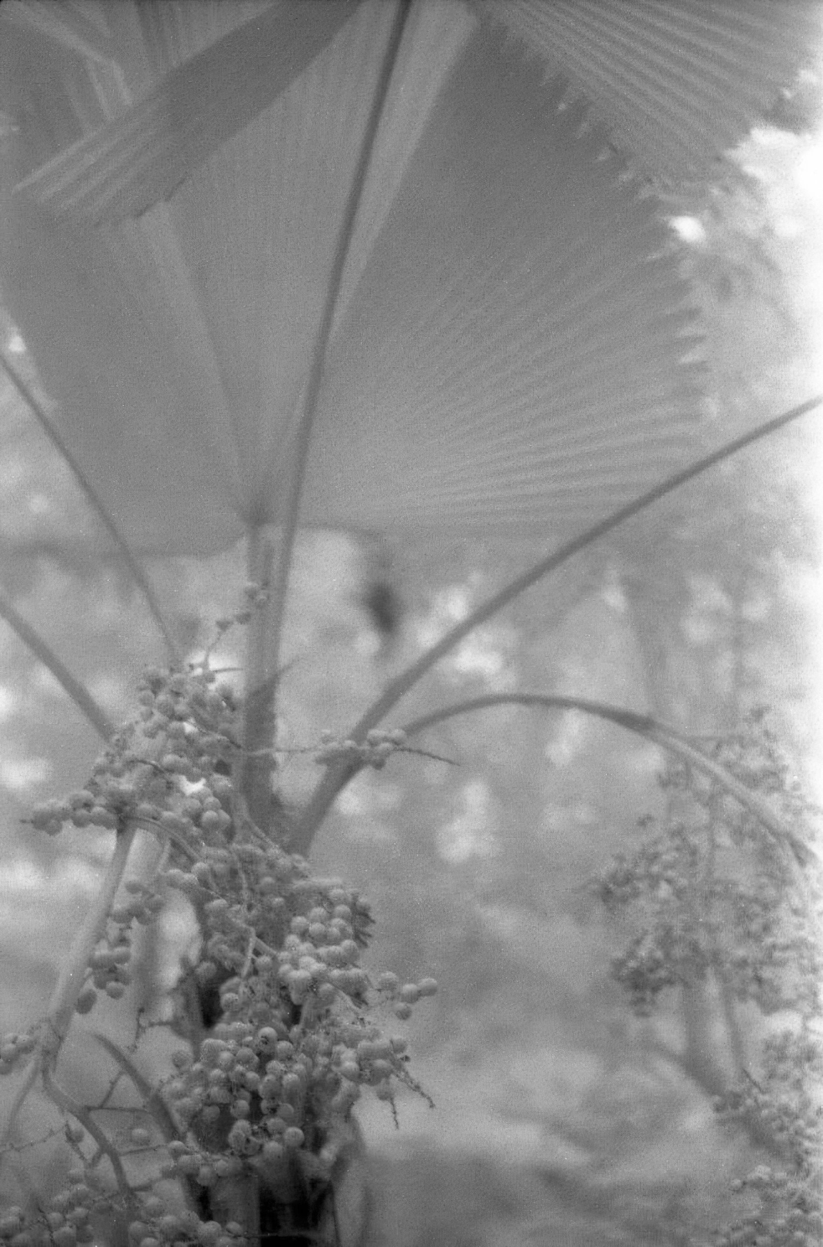 20011101-Khron-Conservatory-Kodak-infrared-PentaxK1000-0044-Edit-Edit.jpg