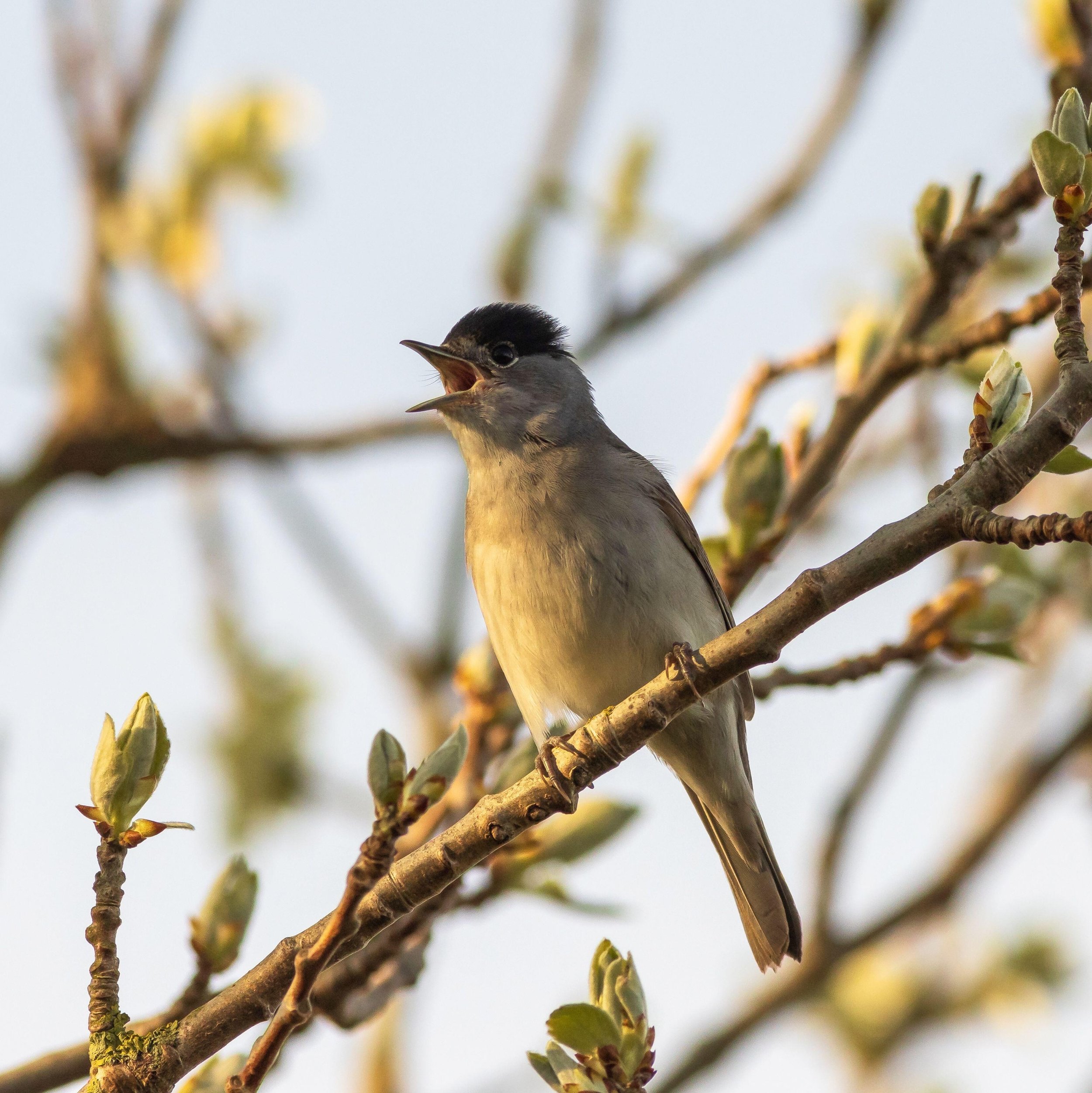 Warbler.jpeg