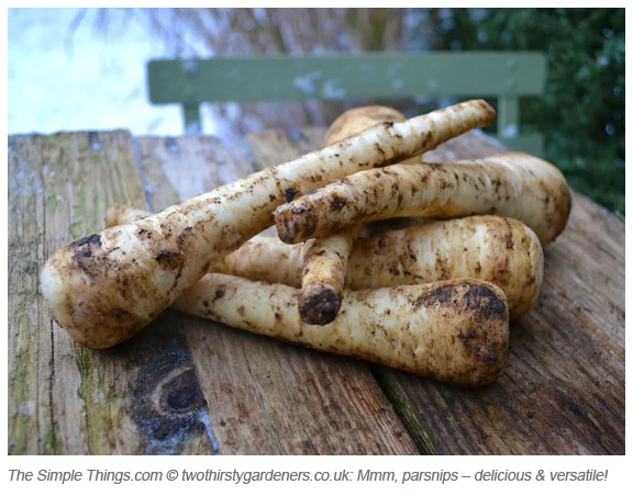 Two Thirsty Gardeners: Roots manoeuvres – five ways with parsnips plus growing tips...