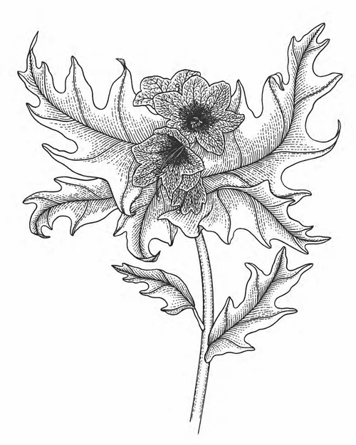 Competition: Win a copy of The Wicked Plants Coloring Book | The Simple ...