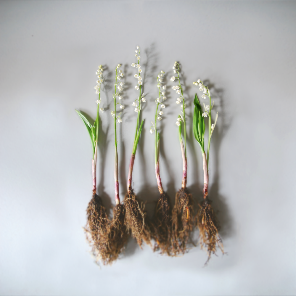 Nest Lily of the Valley The Simple Things