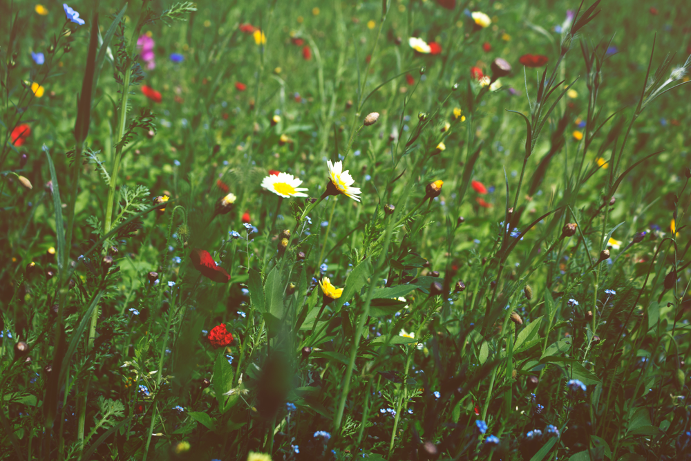 mvp-253454-unsplash.png