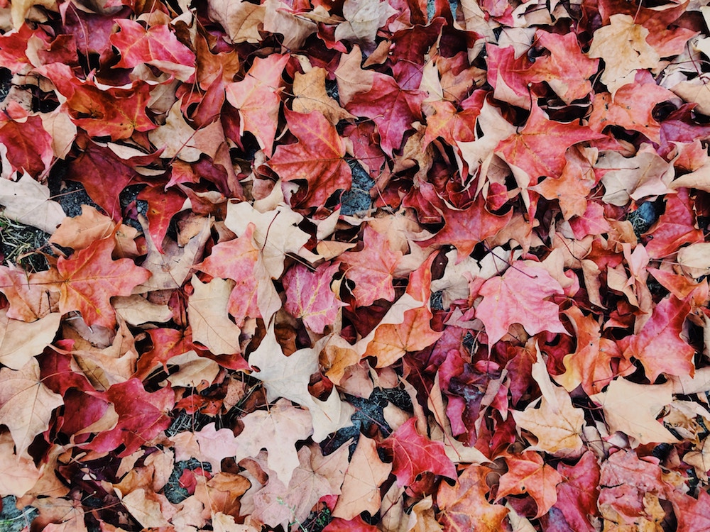could do list for autumn.jpg
