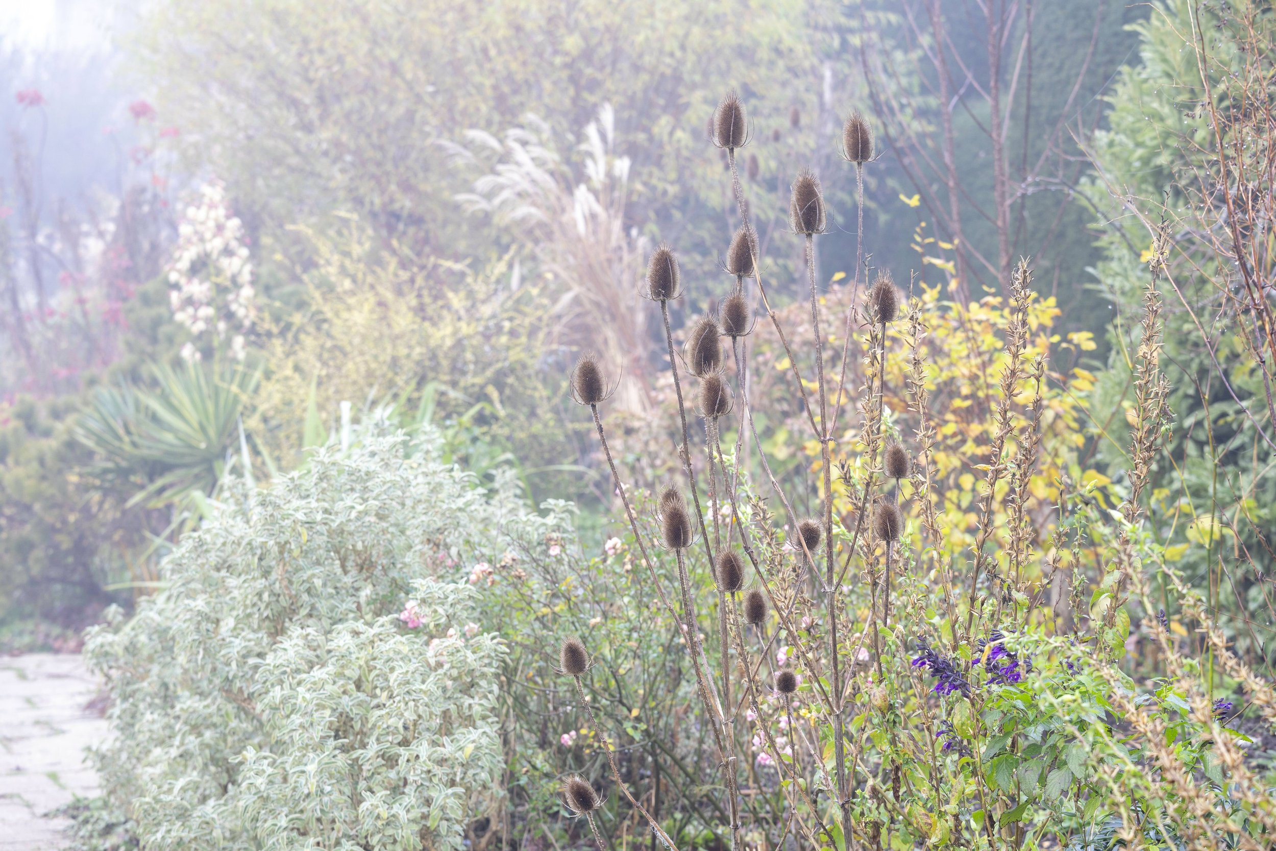 Teasels Gap Photos.jpeg