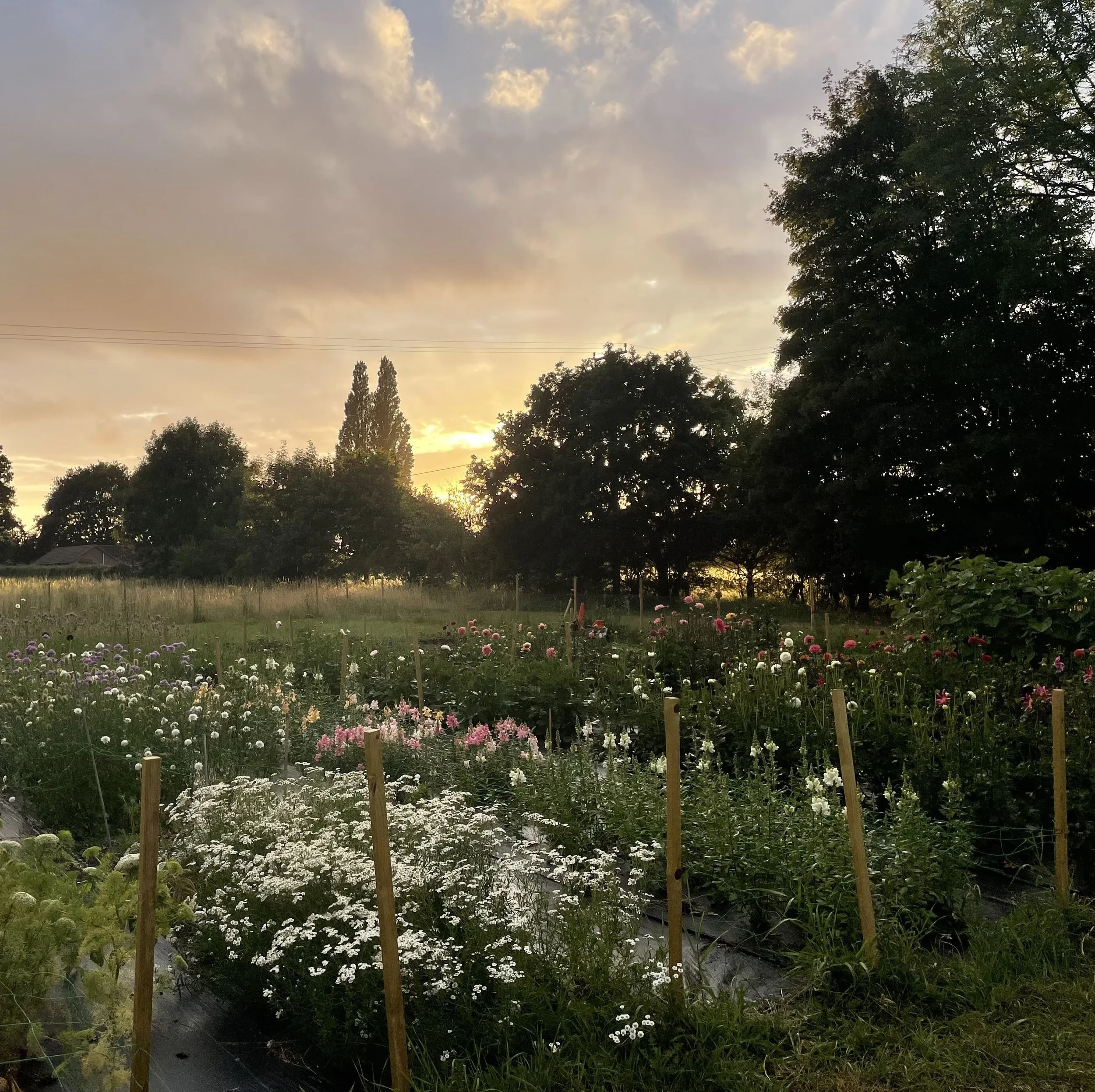 Flower Farm 2.jpg