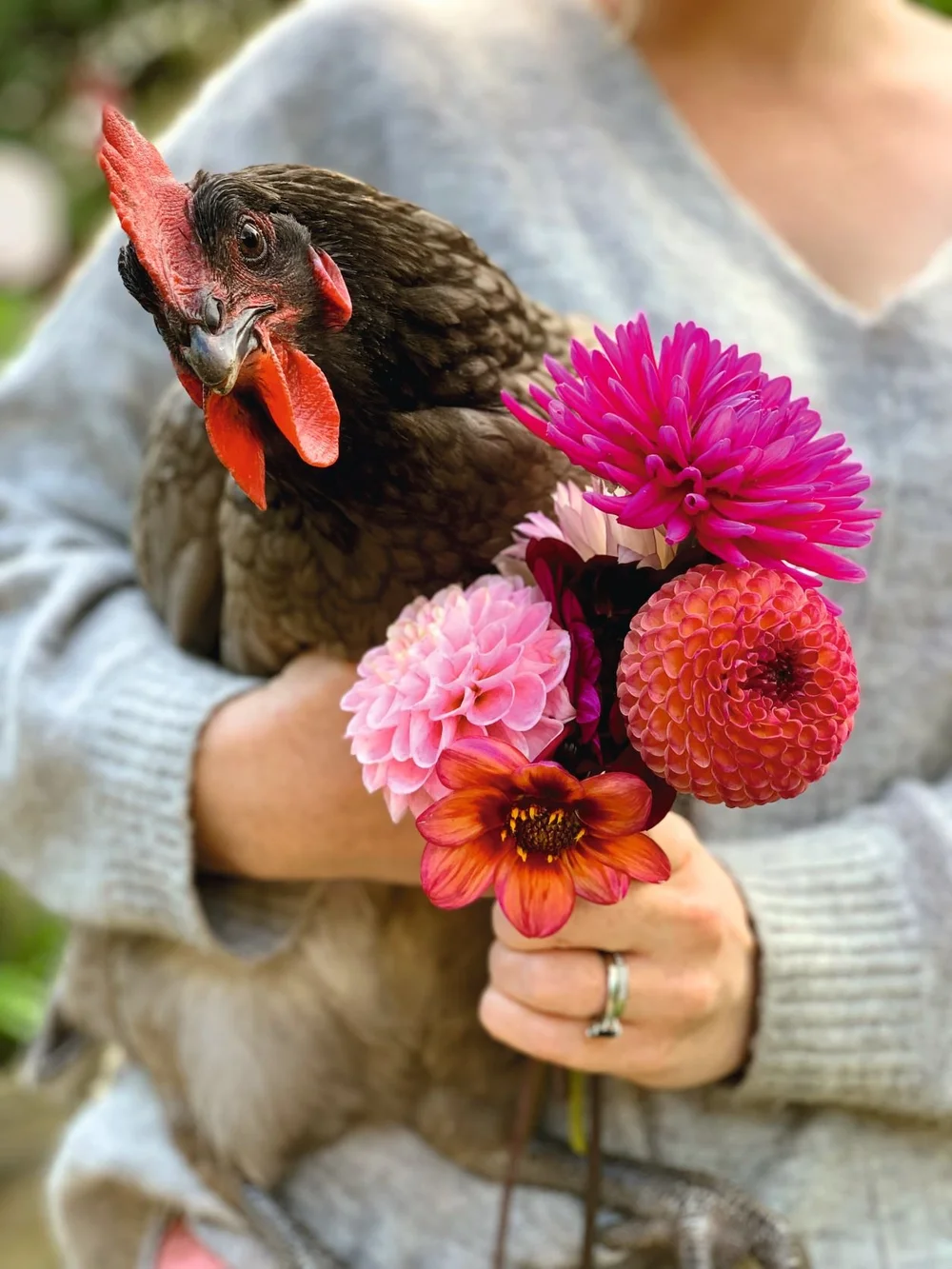 How to Keep Hens in Your Garden LaptrinhX / News