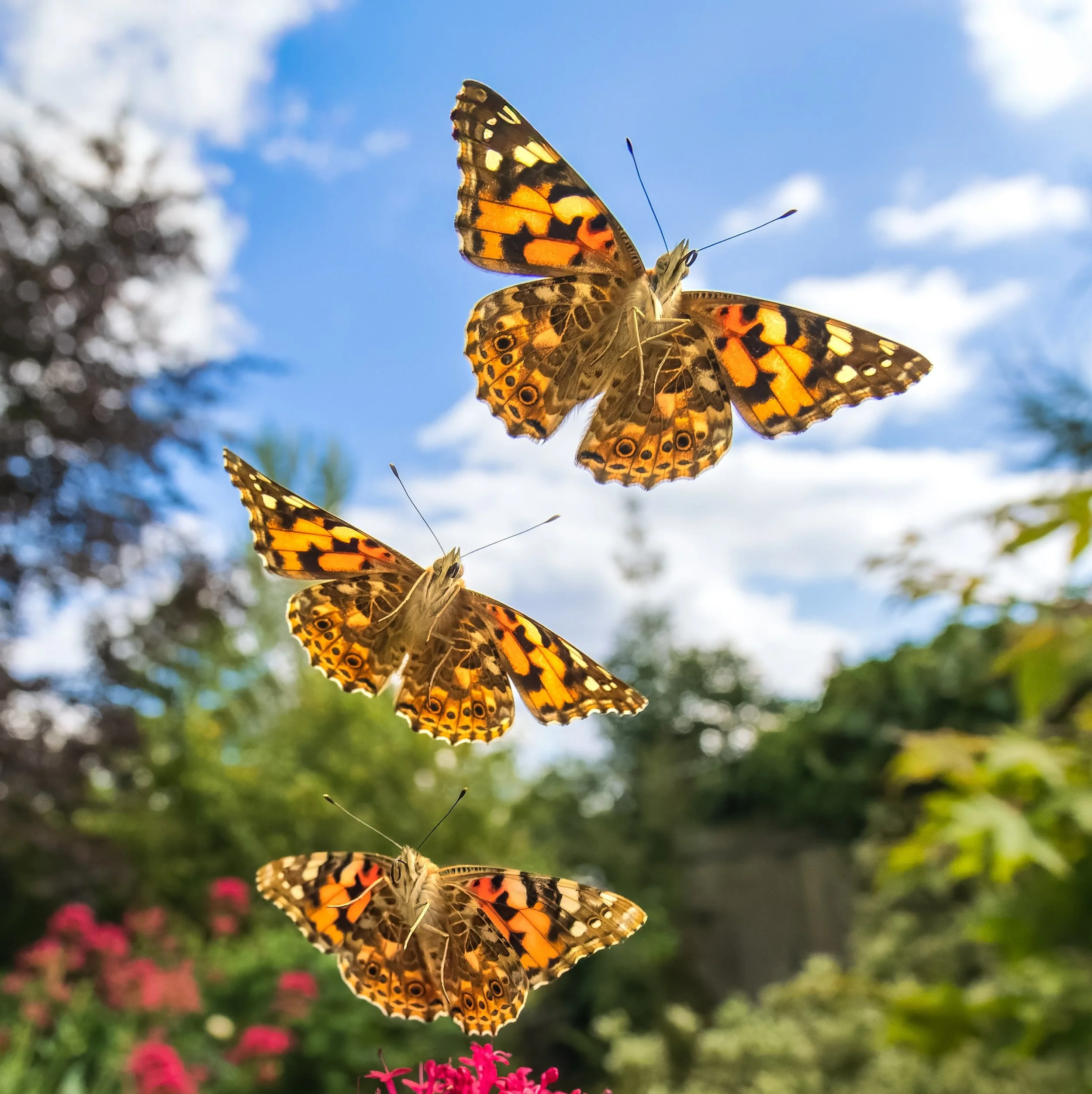 wildlife photography painted ladies.jpeg