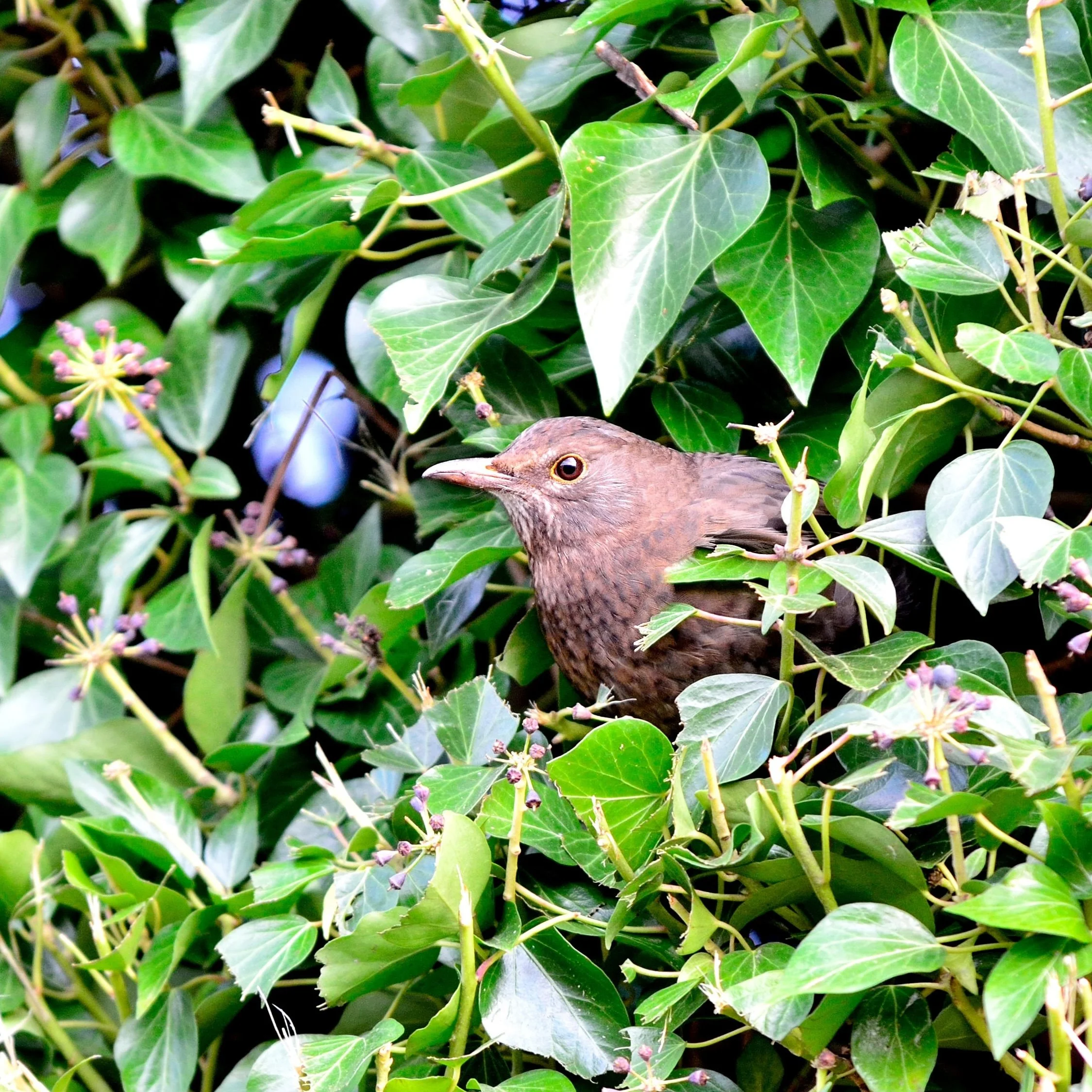 Alamy bird in hedge.jpeg