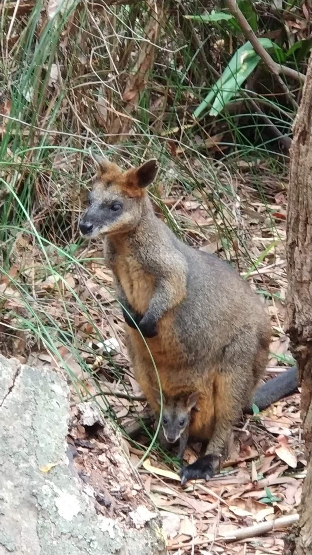 Photo by Susie, "Royal National Park, Australia"