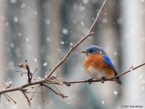 Photo by Bob Mullen.