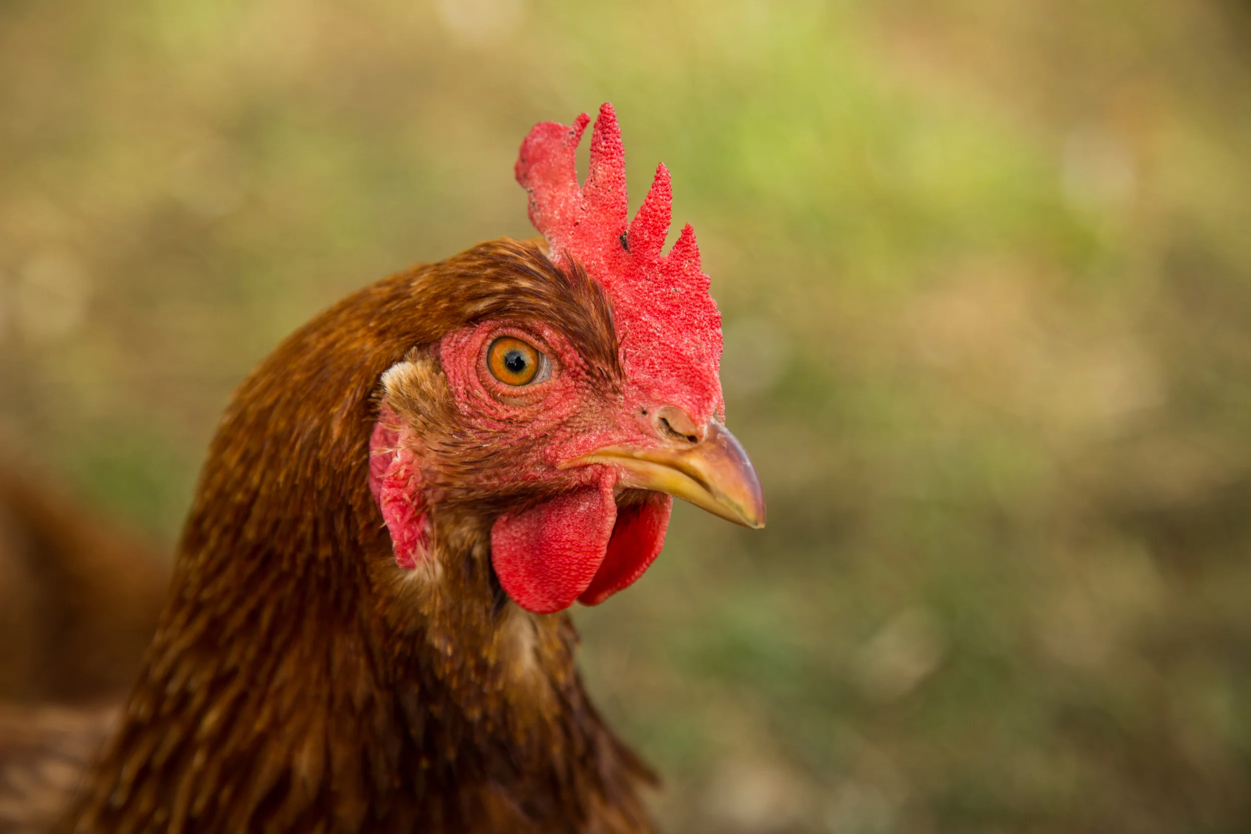 Hen.jpg