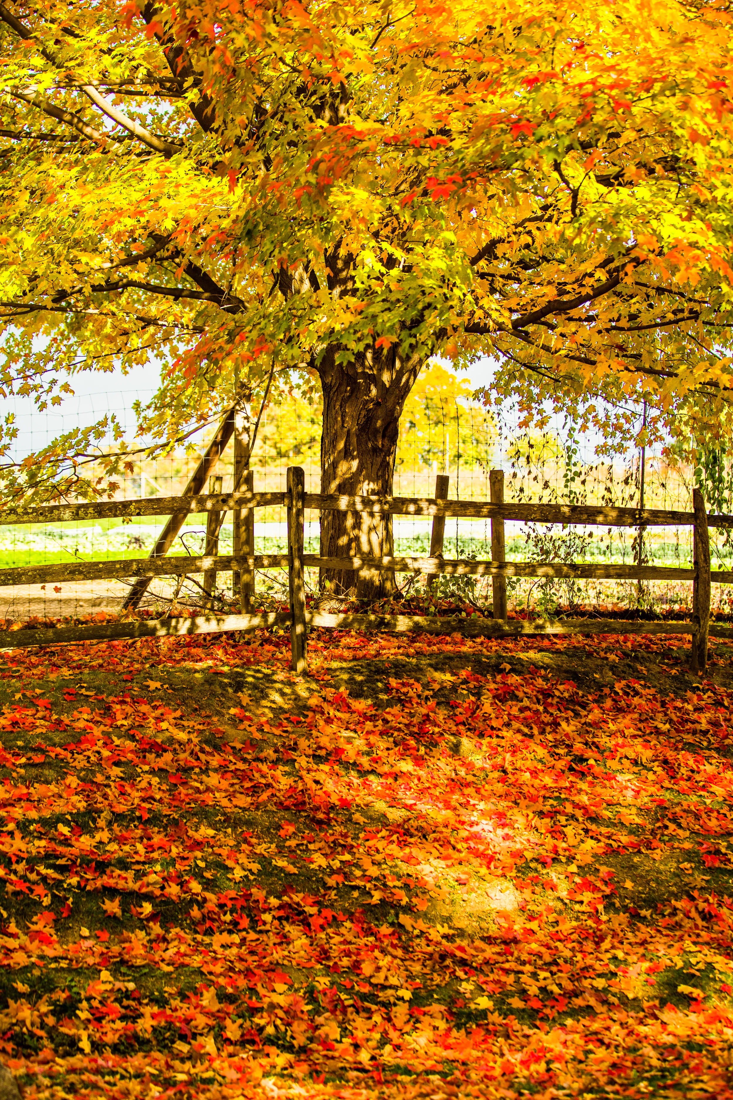 Tree 2_small.jpg