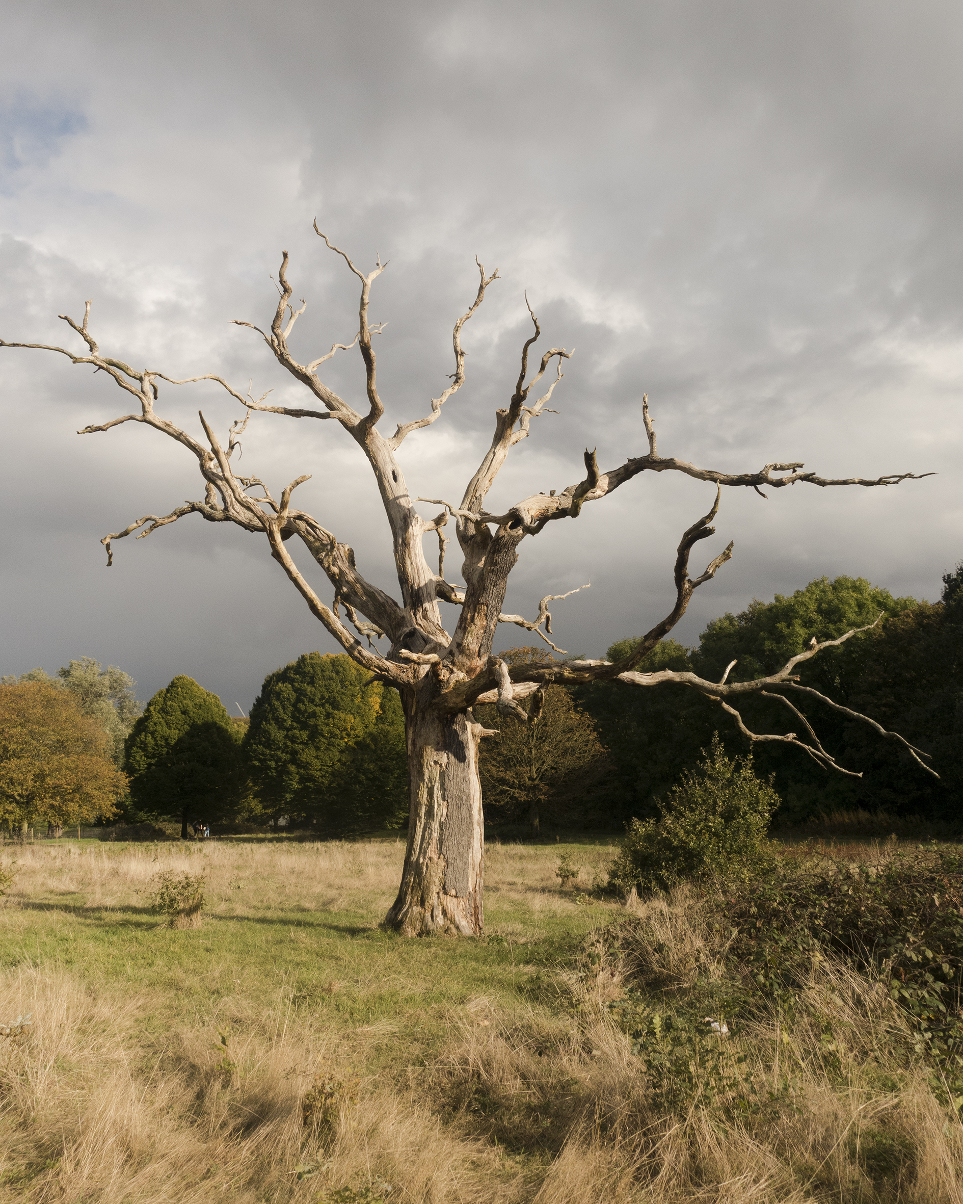 Hampstead Heath