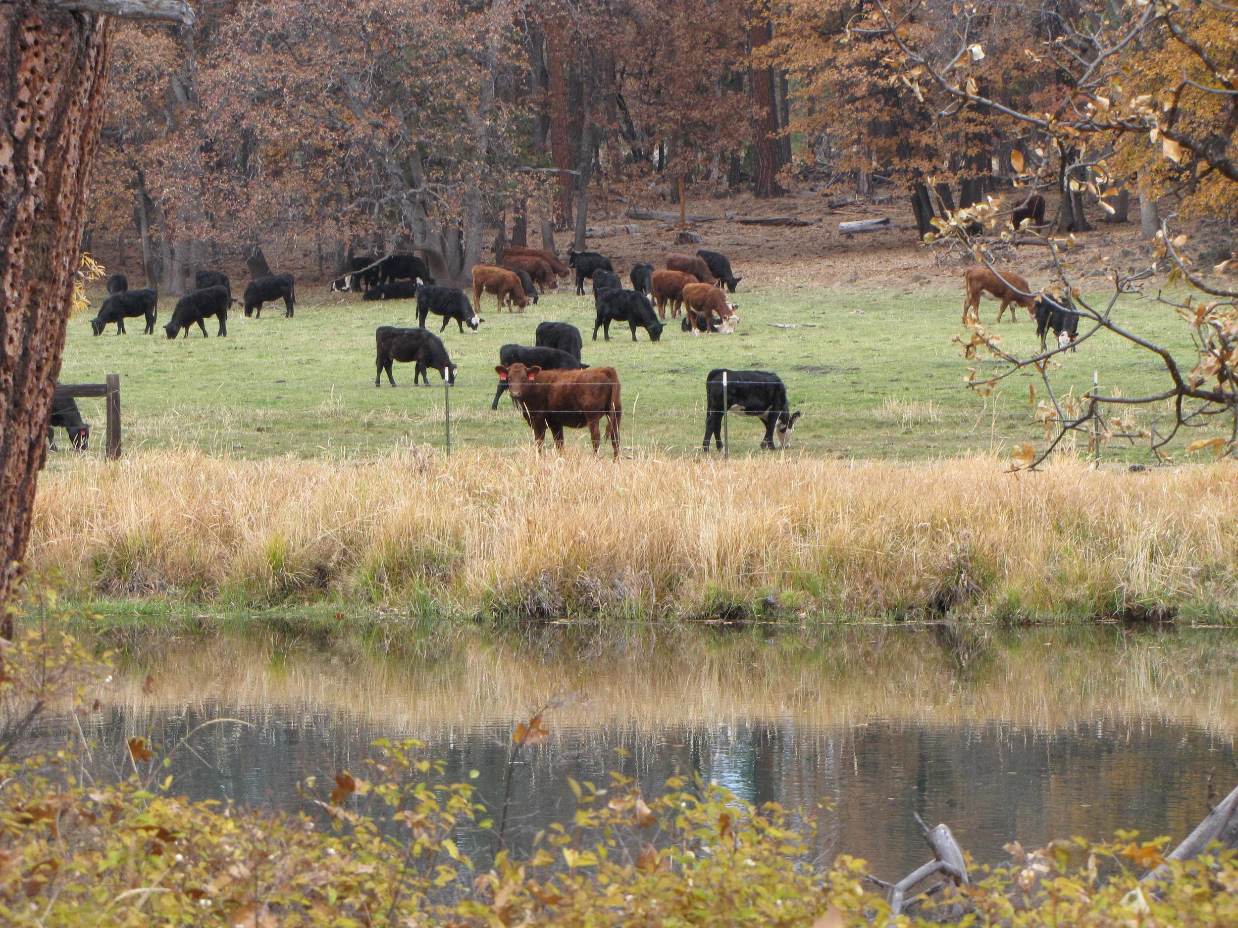 Fall River Ranch