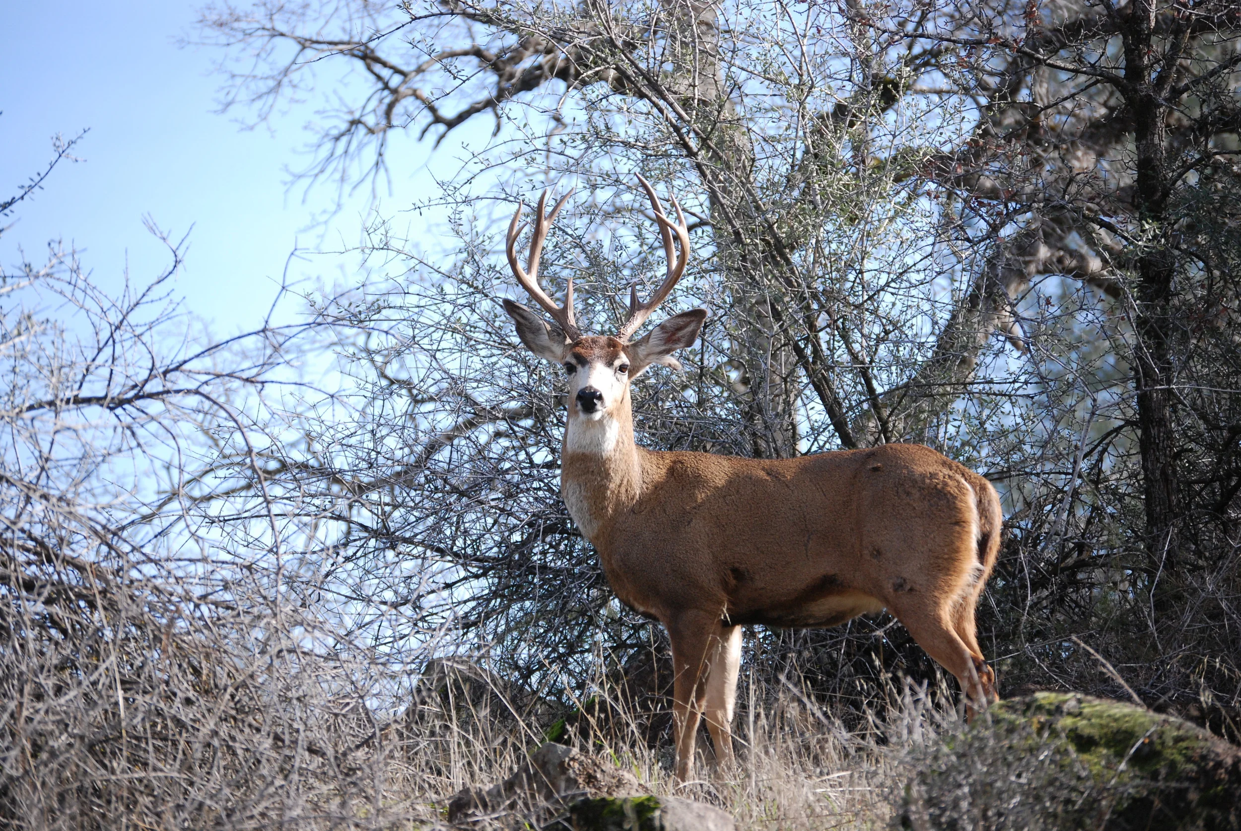 Buck By Richard Douse