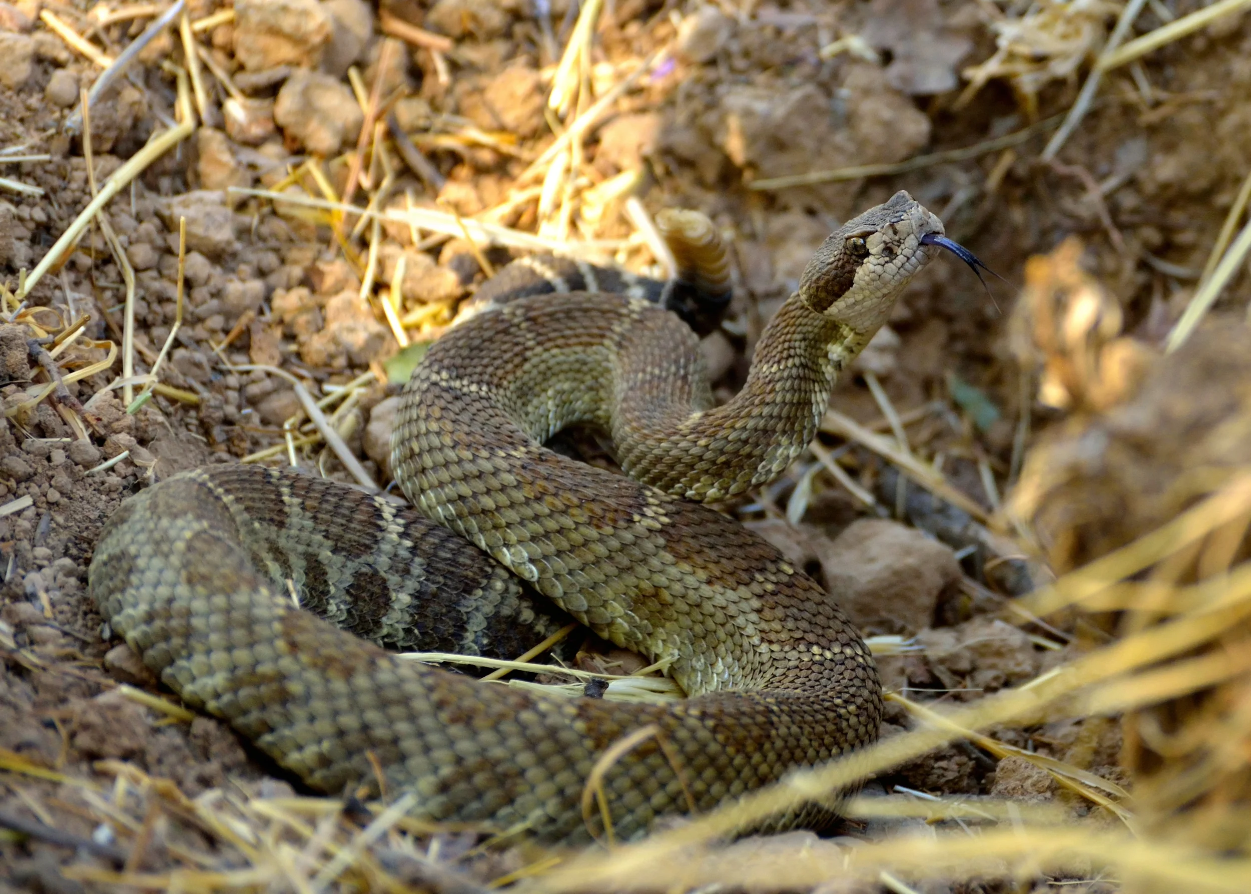 Pacific Rattlesnake by Richard Douse