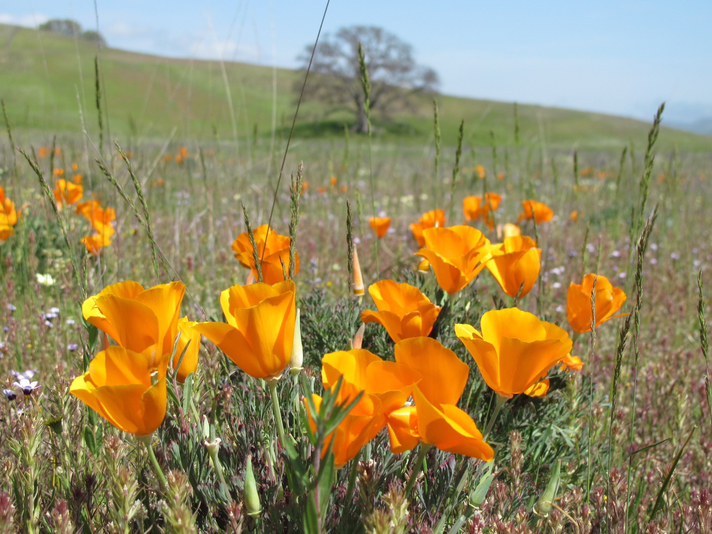 Poppies by Jay & Terri Thesken