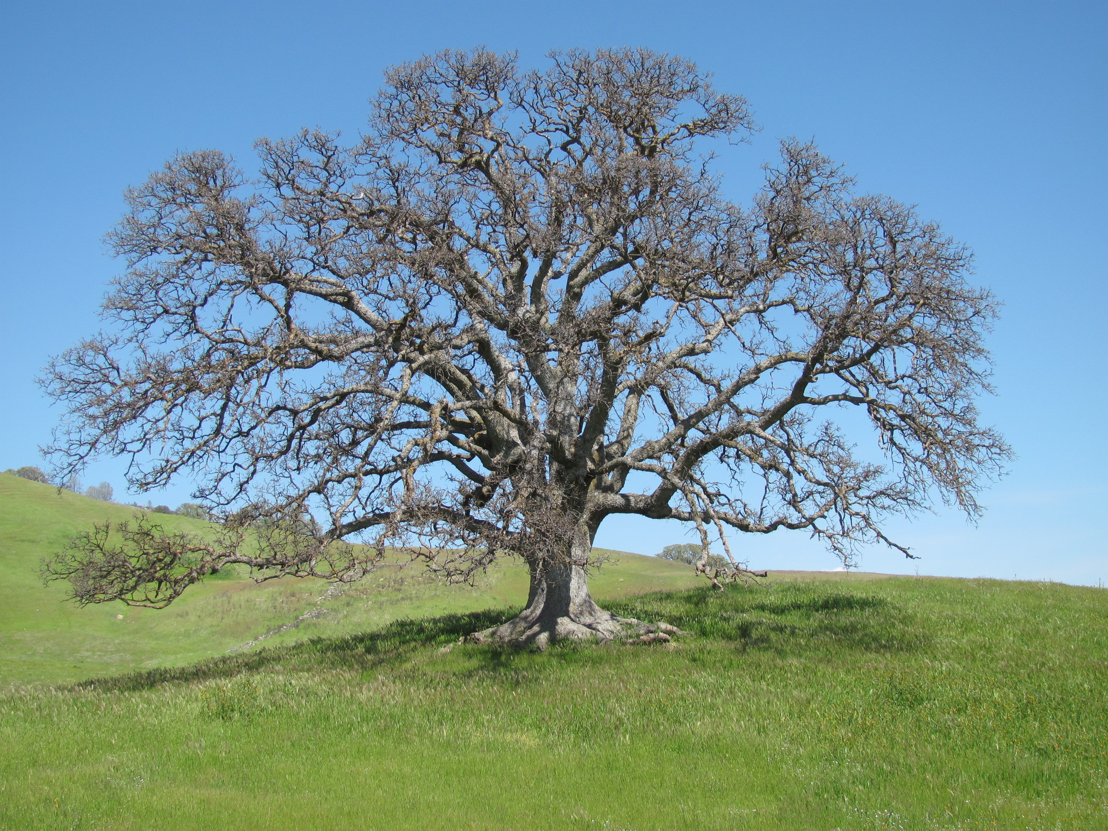 Oak by Jay & Terri Thesken