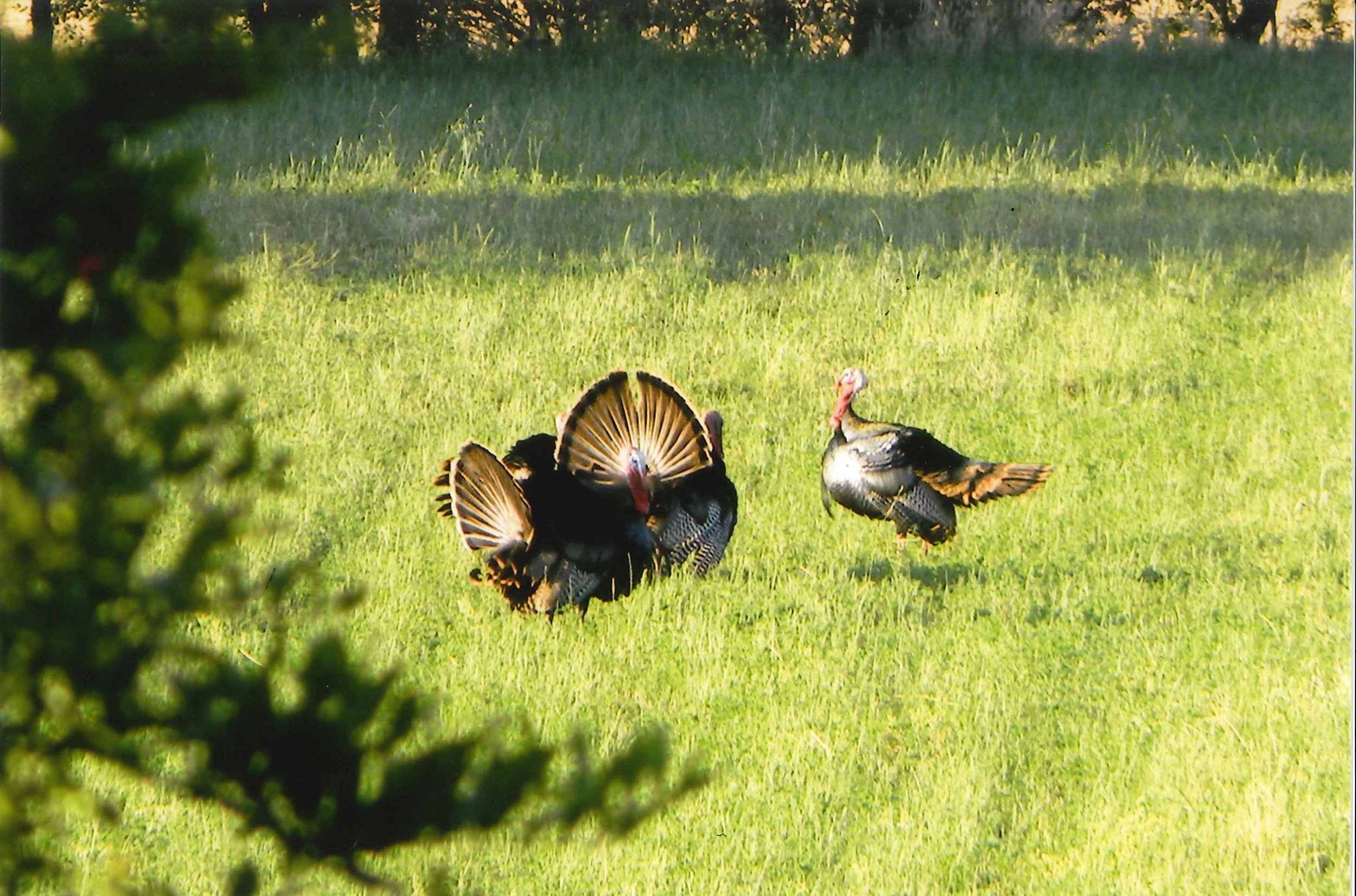 Turkeys by Sandy Dubose