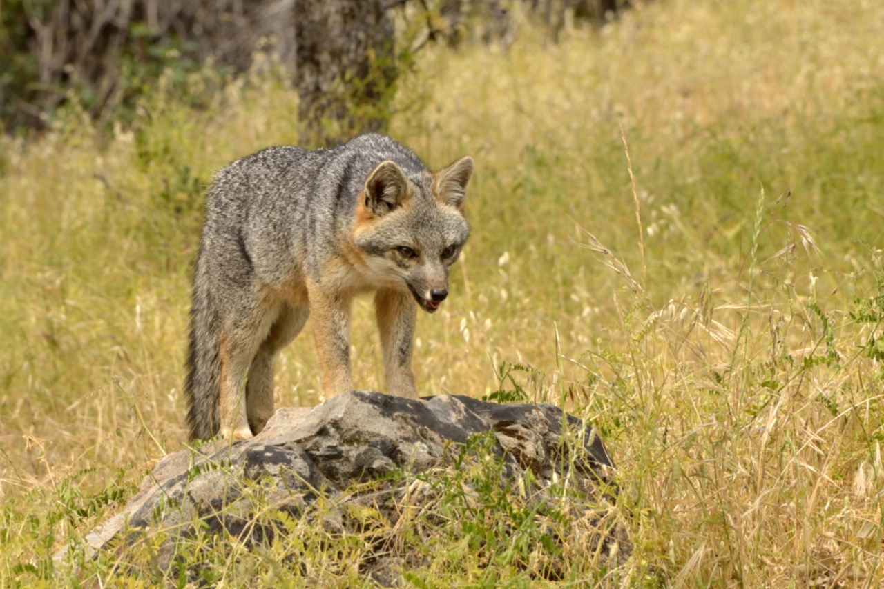 Gray Fox by Richard Douse