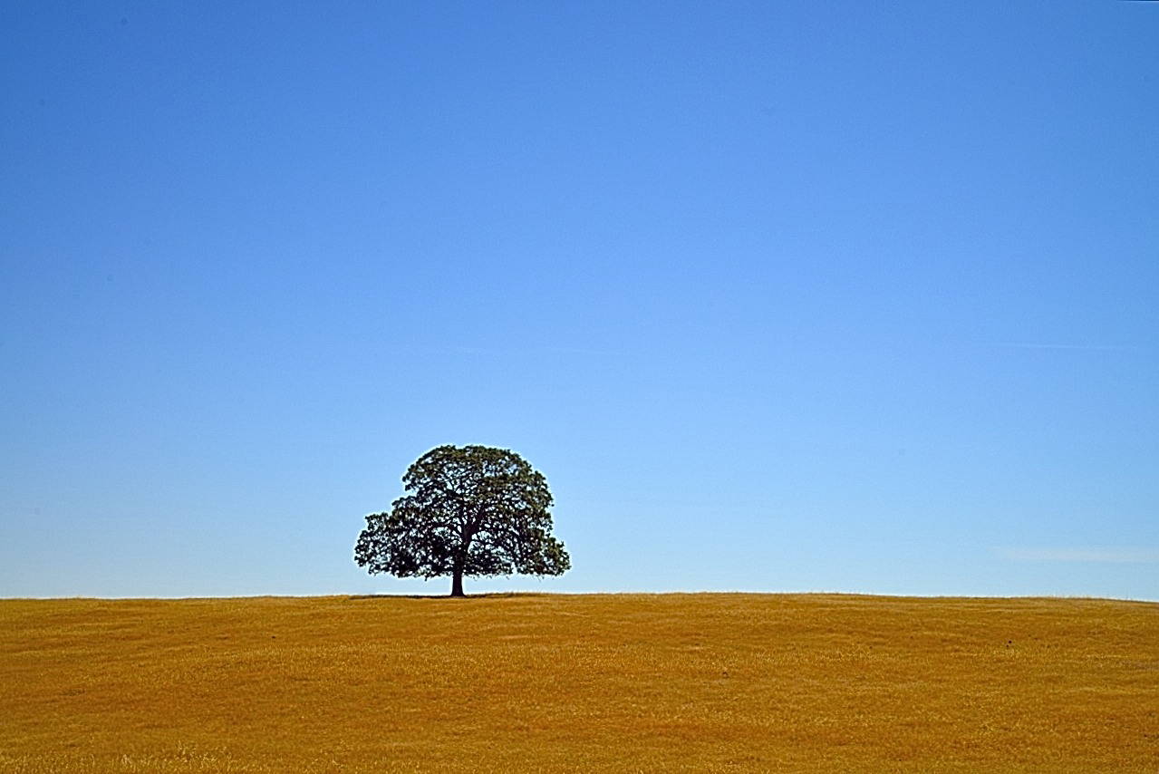 Blue Oak by Richard Douse