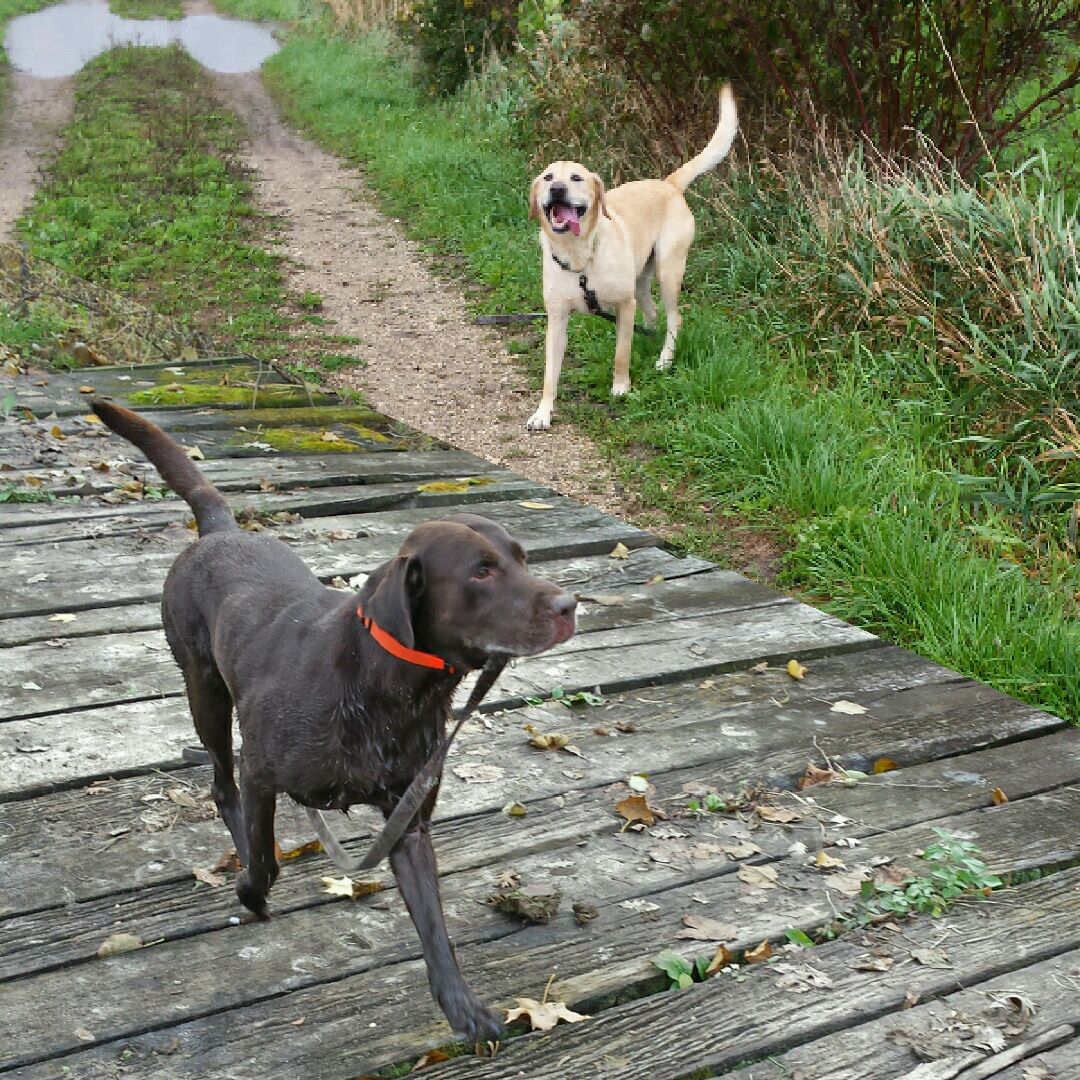 Jake's dogs