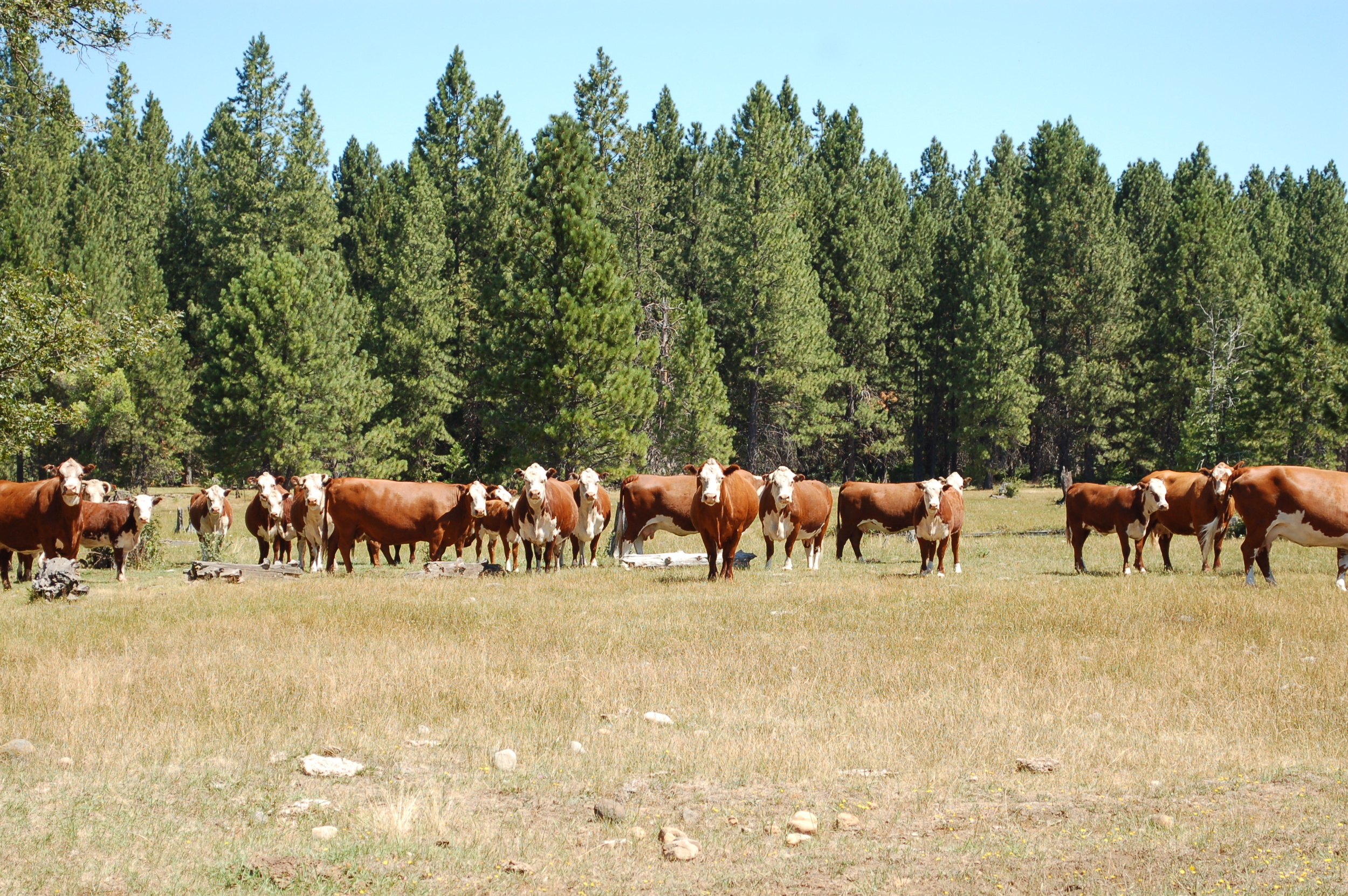 Hootman Ranch
