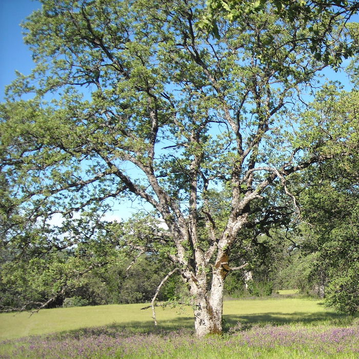grasslands.jpg