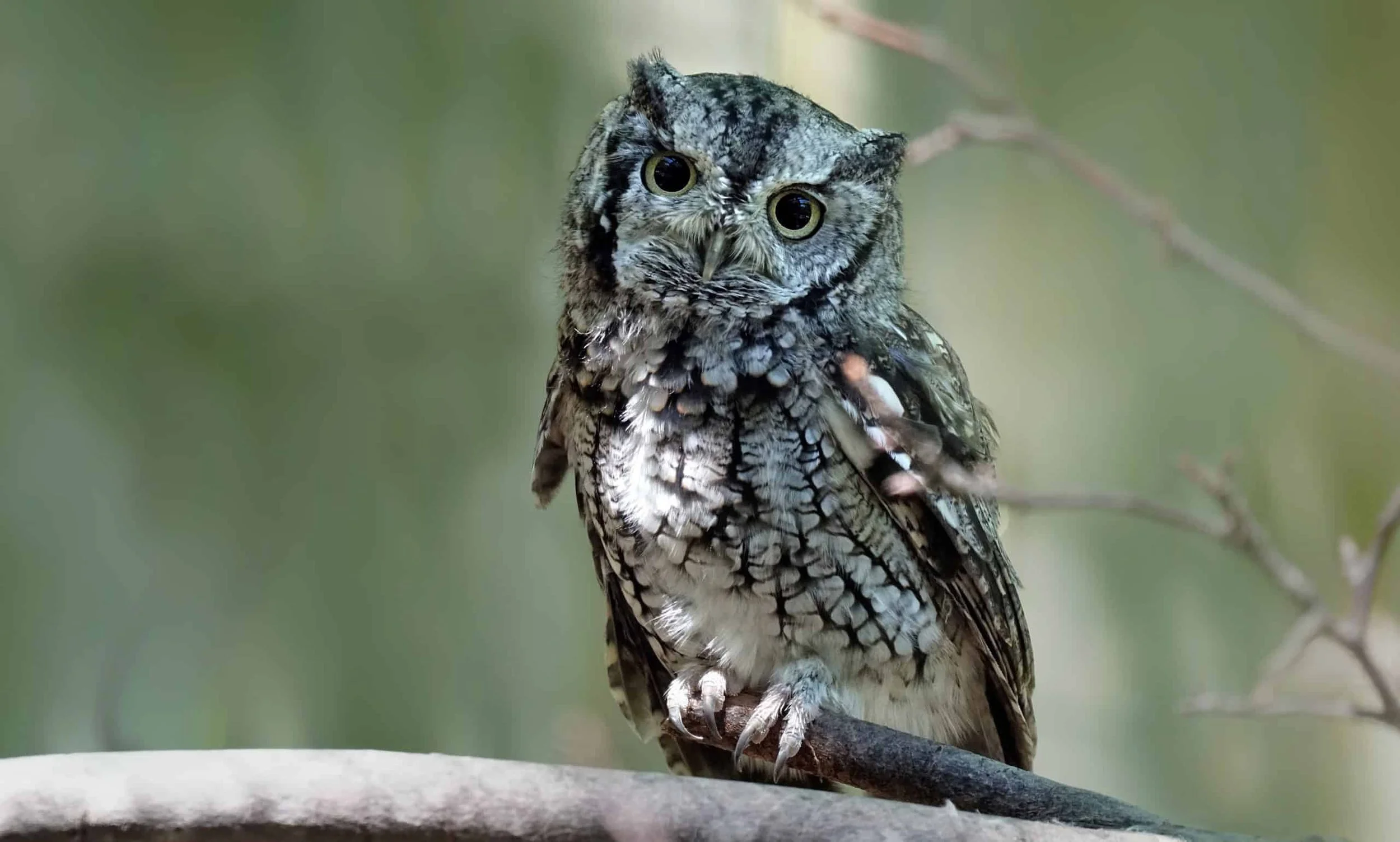 Conservation Lunch Series: Owl Hour