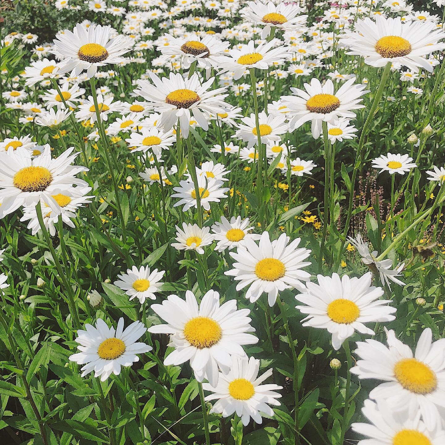 summer blooms