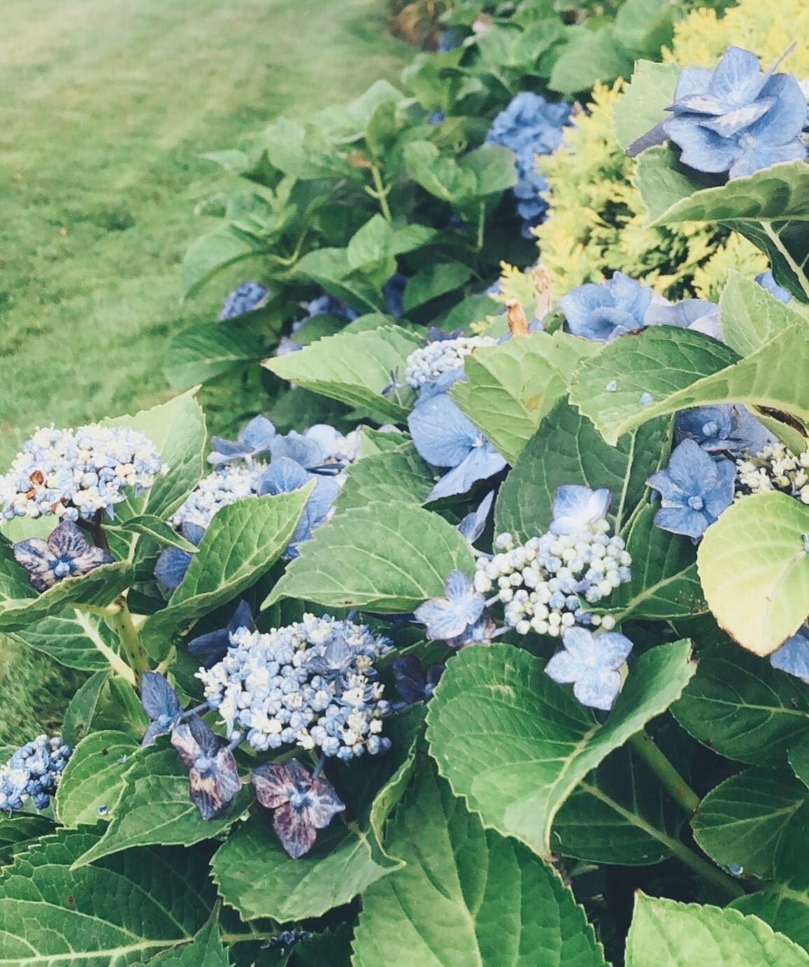 Summer blooms 🌿