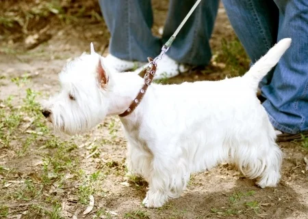 Retraining Old Dogs with New Tricks!  Yes, I mean you!