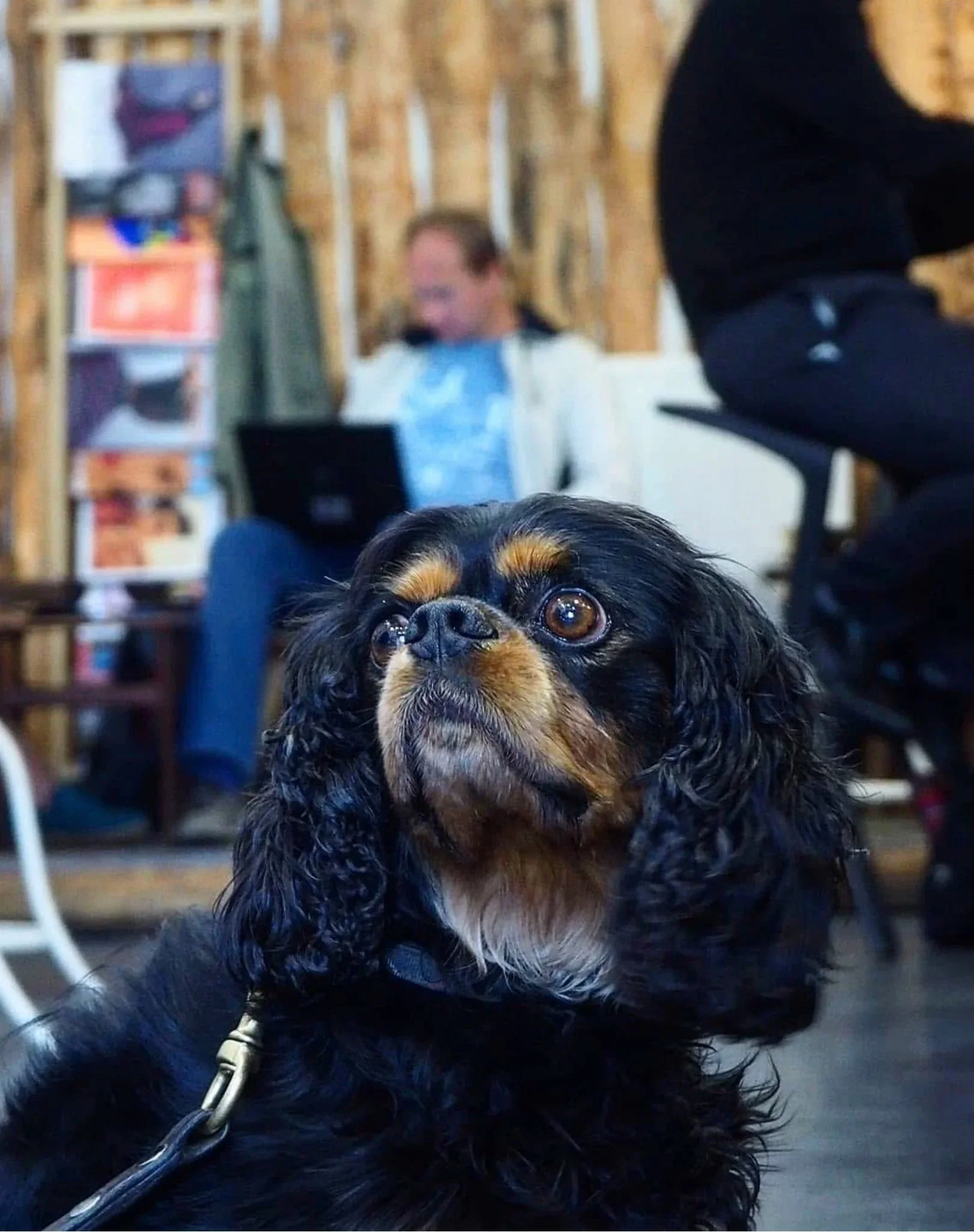 A cute dog hanging out at Oslo kaffebar