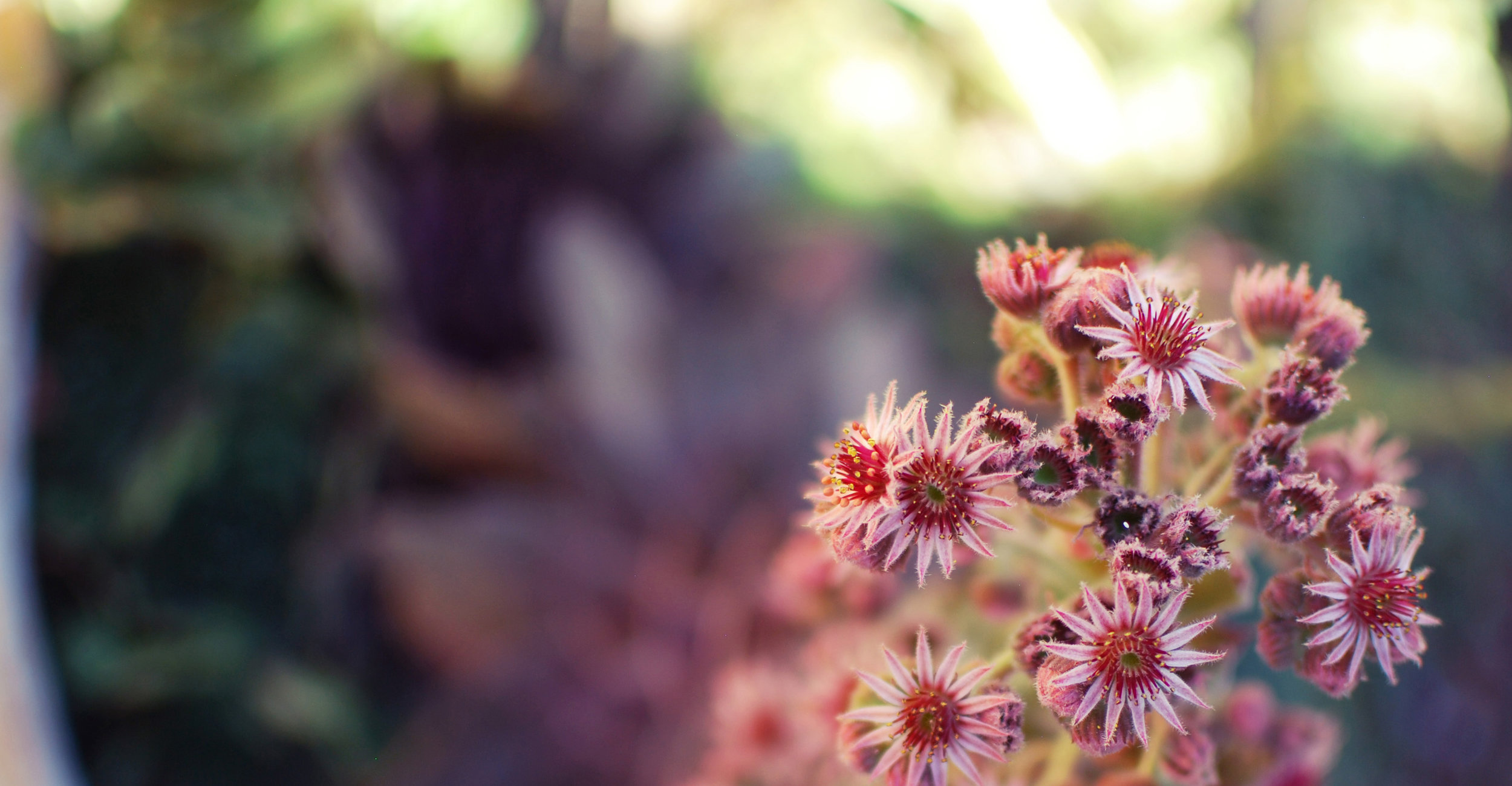 AguaSangreHealing_6_cropped3.jpg