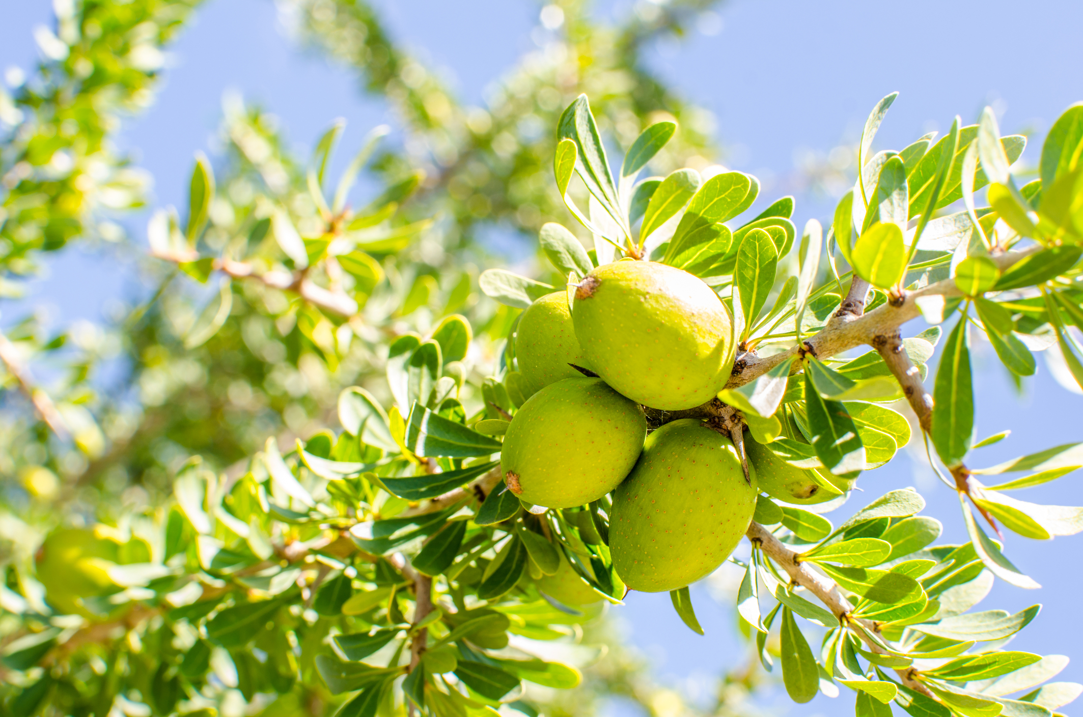 Argan fruit soaking up some sunshine on the Argan Tree, Morocco