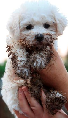 Lil pup. What a sweet little guy. A little mud never hurt anybody.
