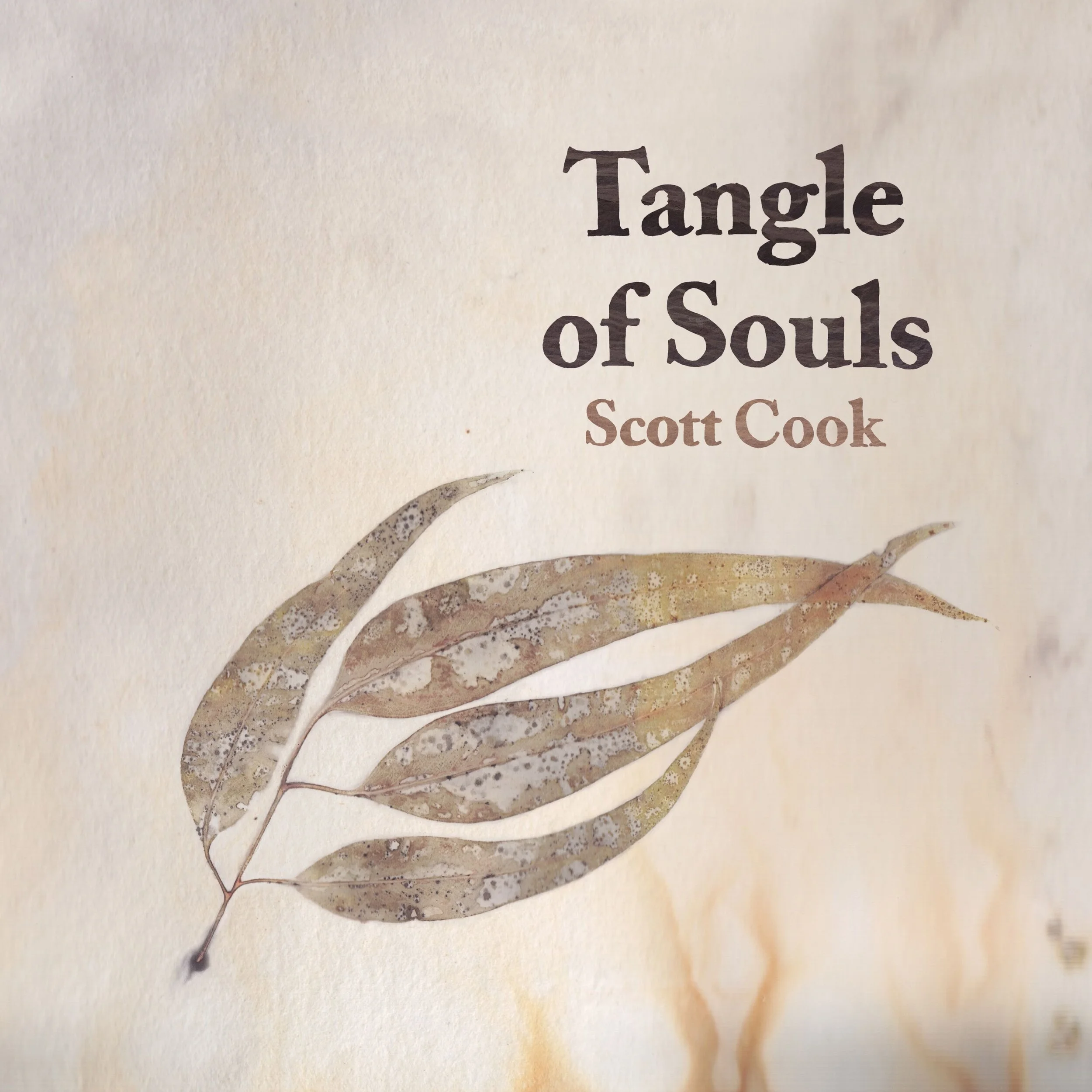 Scott Cook Tangle.jpeg