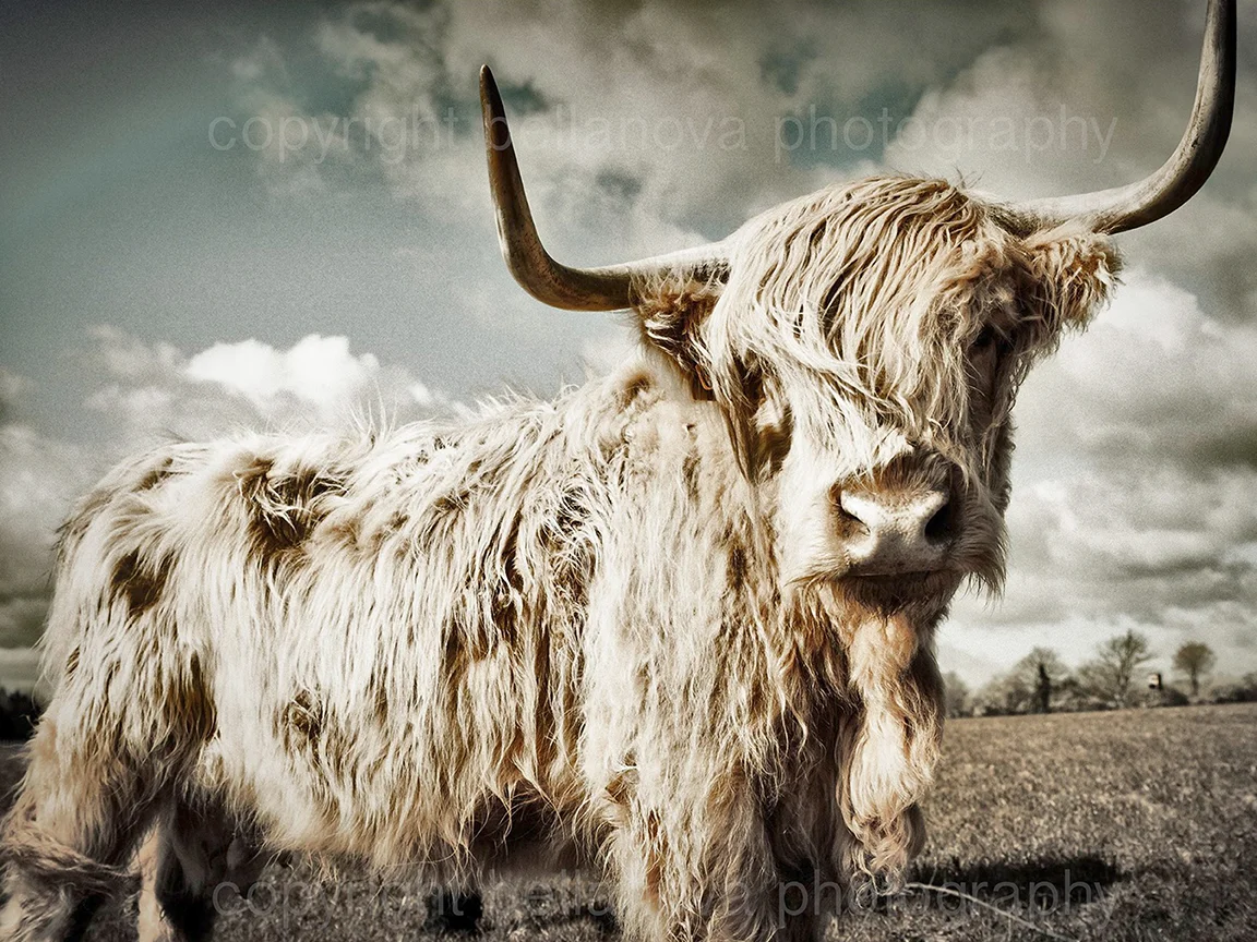 "HOLY COW" LIMTED EDITION (50) PRINT ON FINEST GERMAN ETCHING PAPER UNFRAMED 12 BY 16"