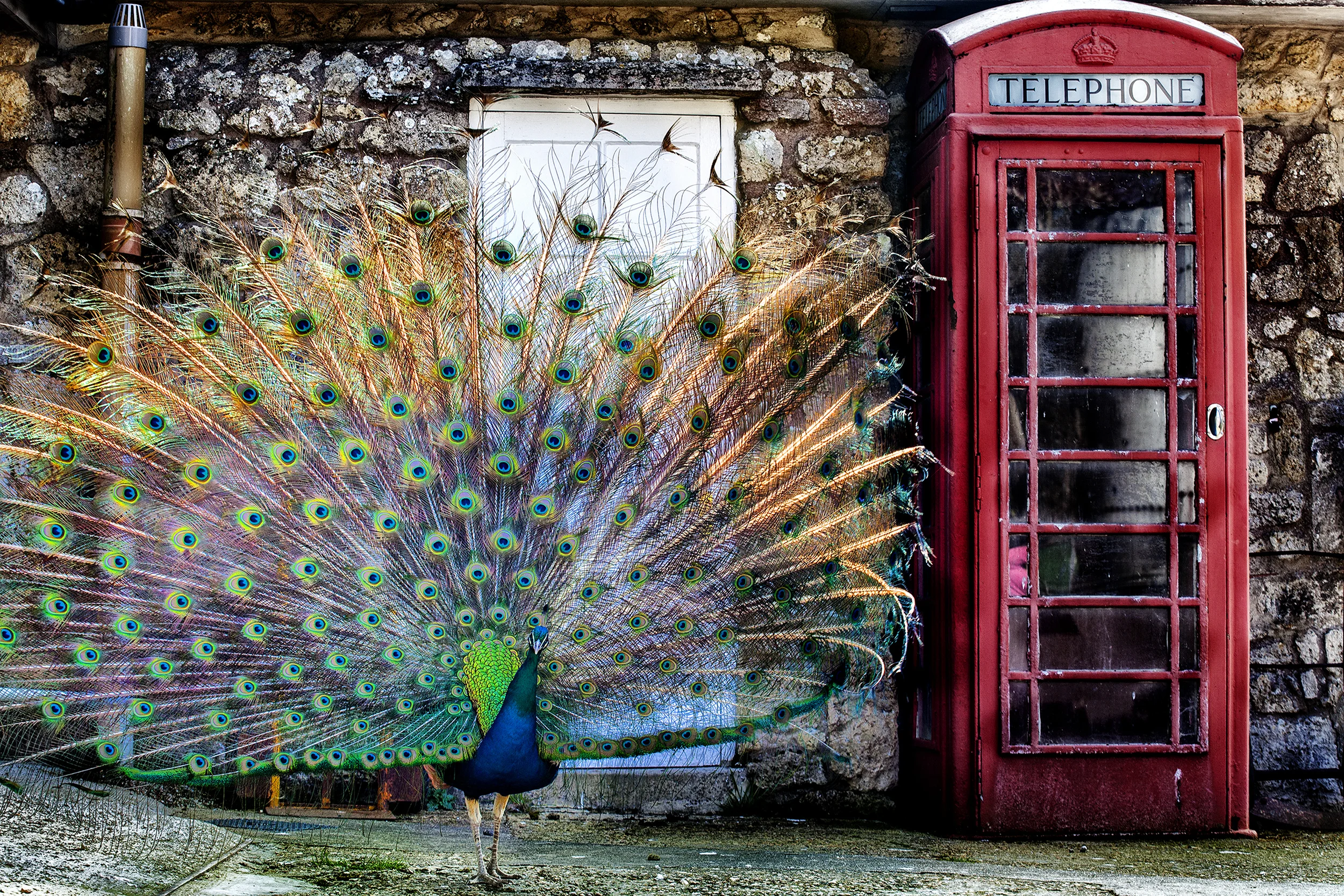 "PEACOCK AND ICONIC RED PHONE BOX" LIMITED EDITION (20) PRINT 