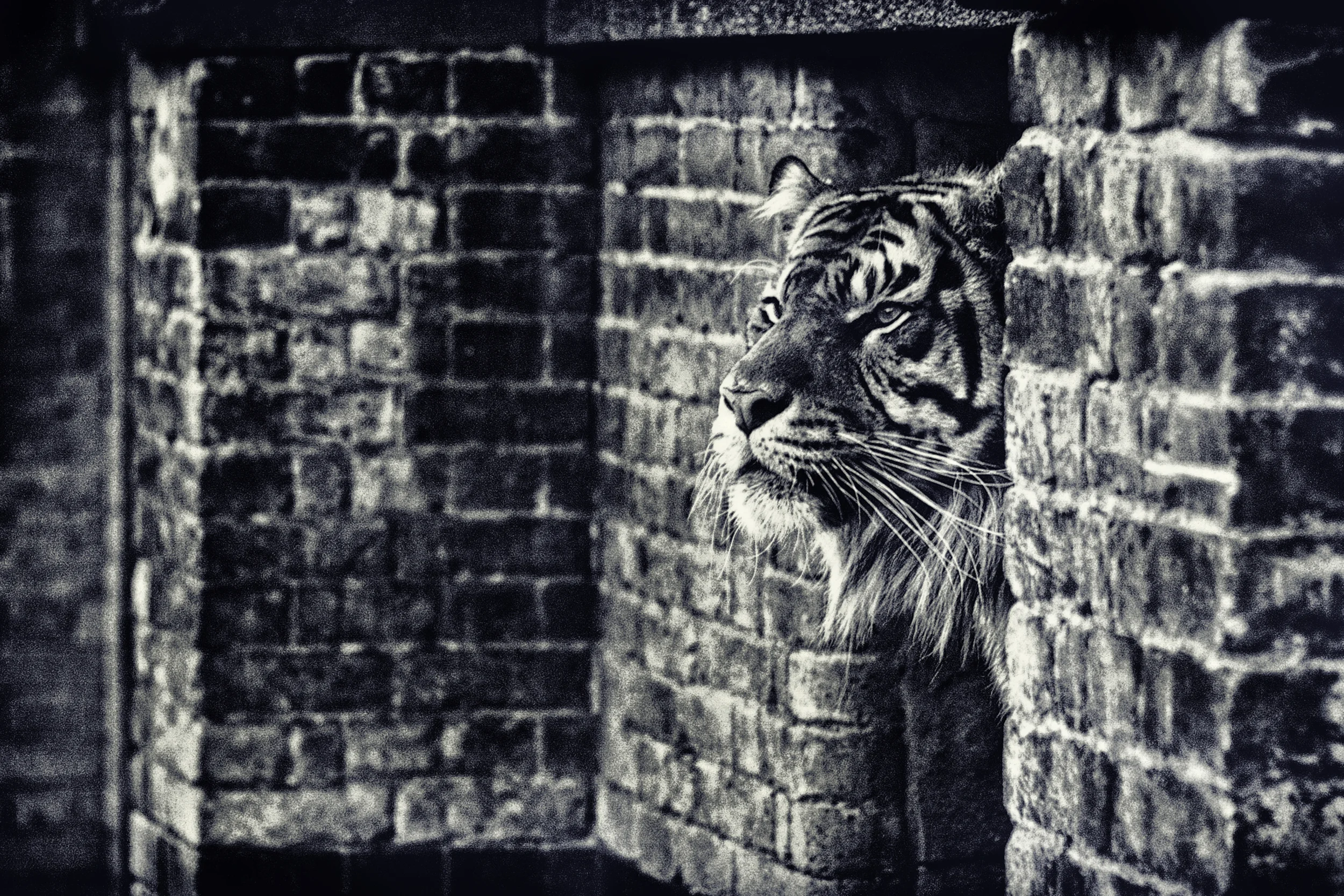 "TIGER" LIMITED EDITION 