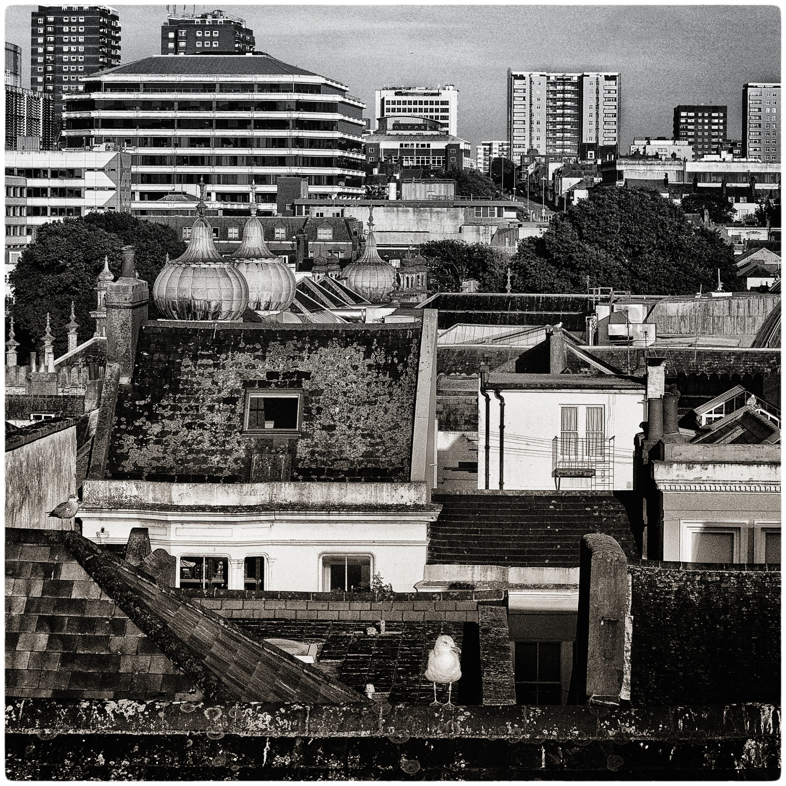 "BRIGHTON ROOFTOPS WITH SEAGULL" LIMITED EDITION