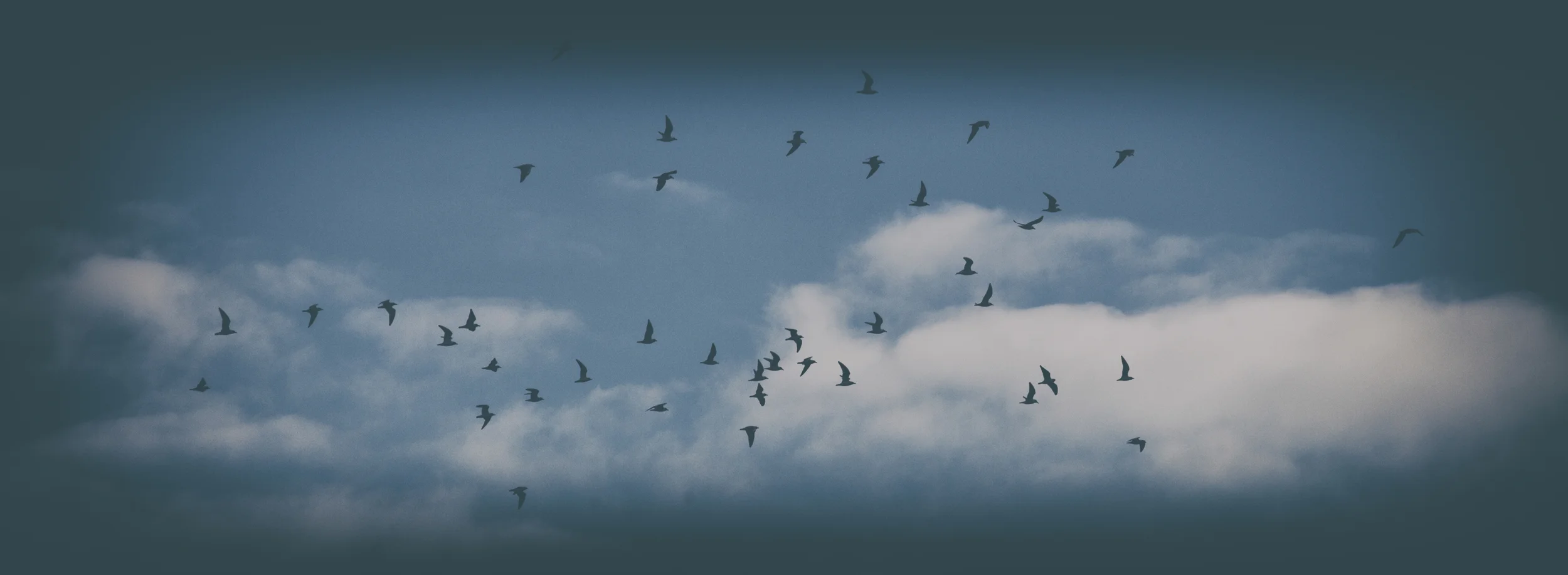 "BIRDS IN SKY" LIMITED EDITION£