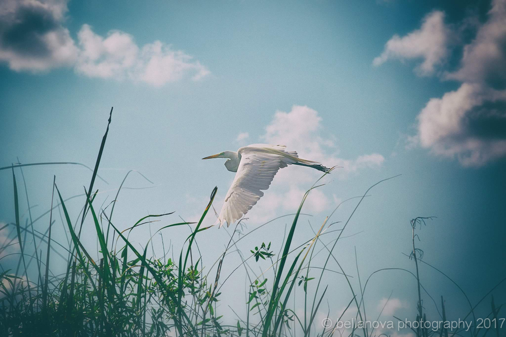 Flight of Freedom. Bird in Everglades. CassyParis.jpg