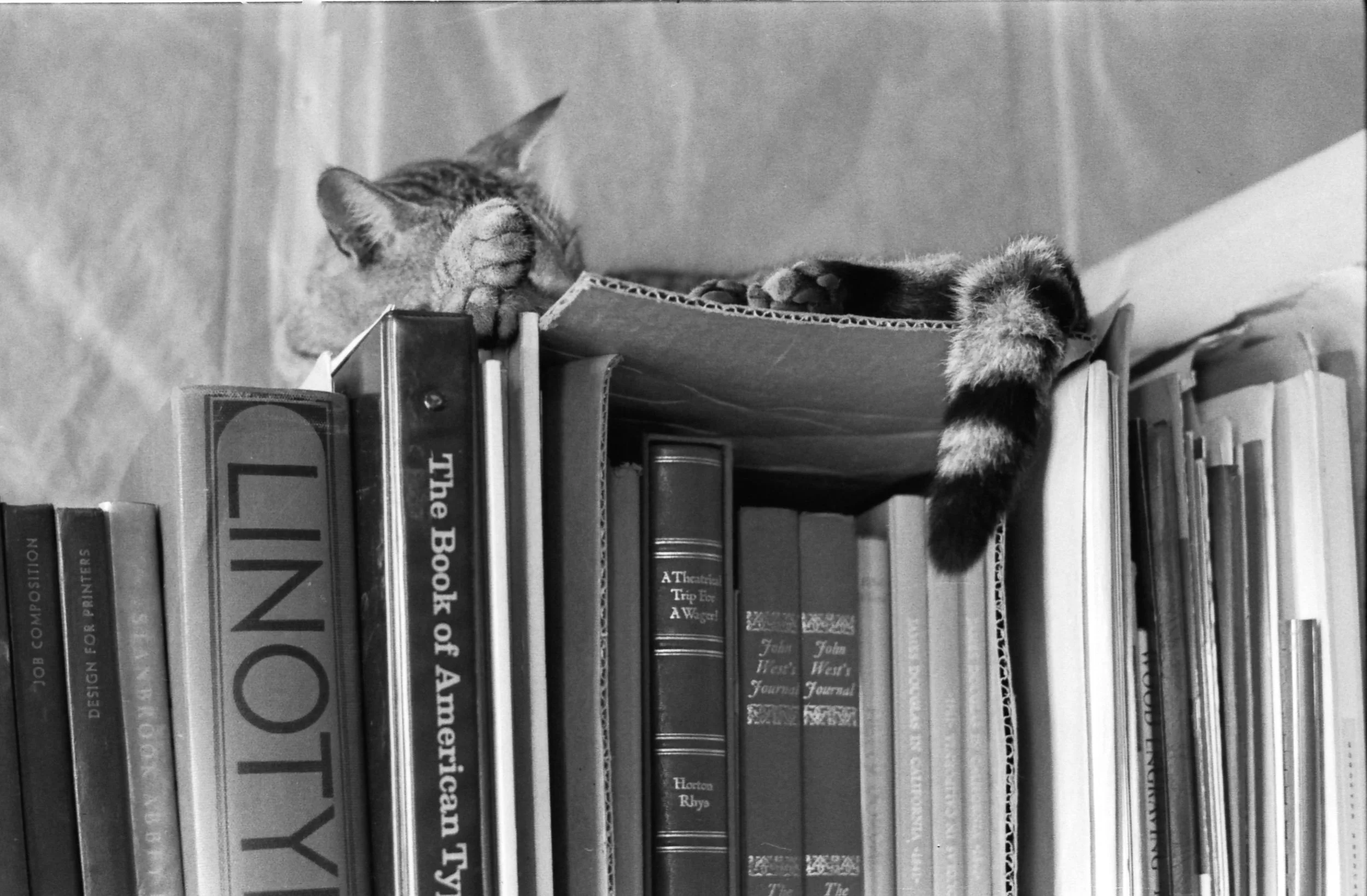 Above: A comfortable spot. Photo: HH Johnston Collection, courtesy Sean Johnston