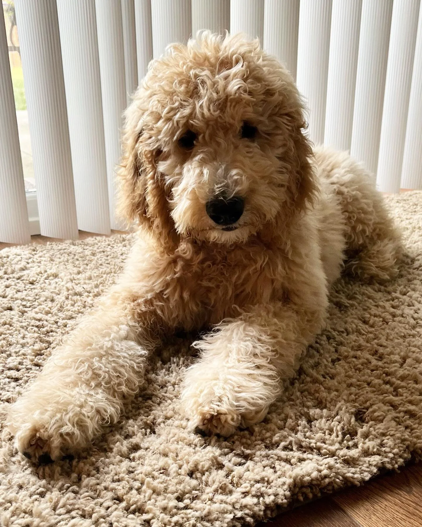 Before &amp; After first cut! #sweetleicadoodle #4pawsforability