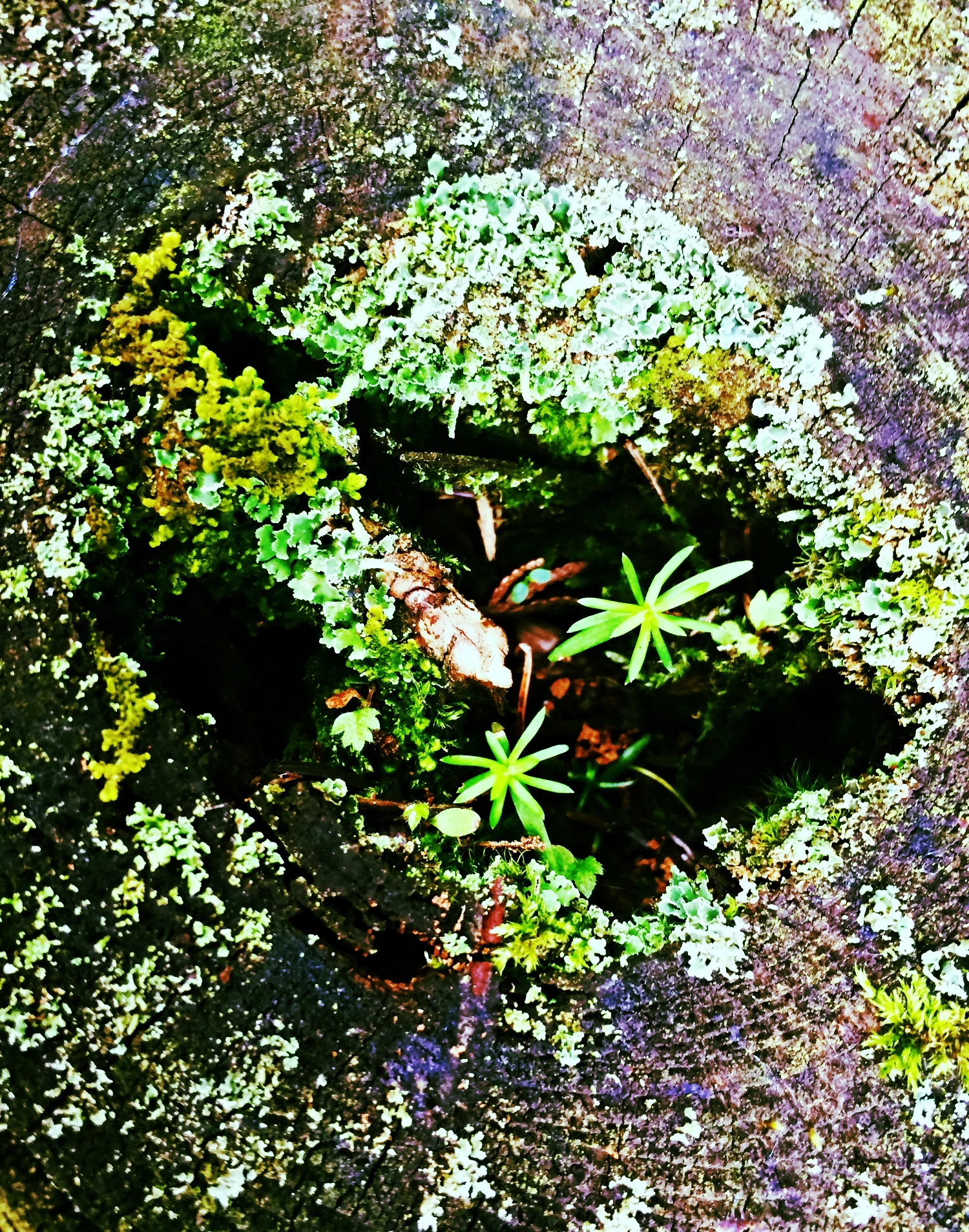 Lake Vermillion Treasure Box