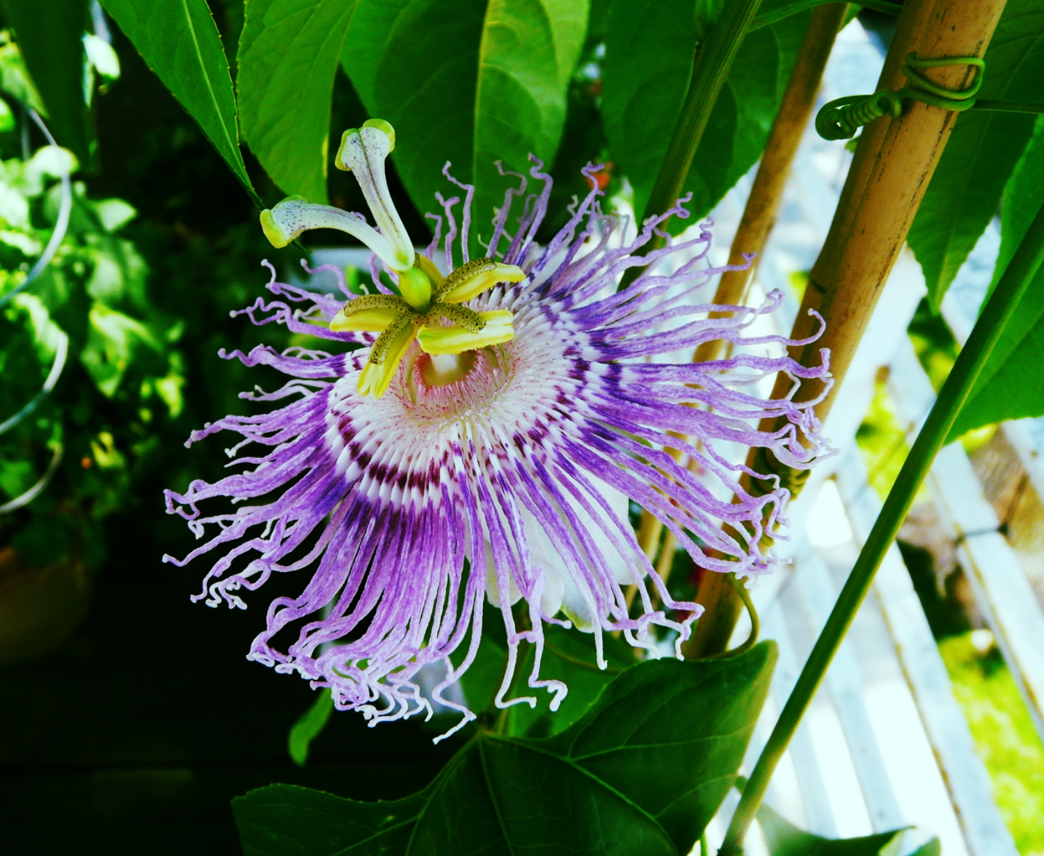 Passion Flower
